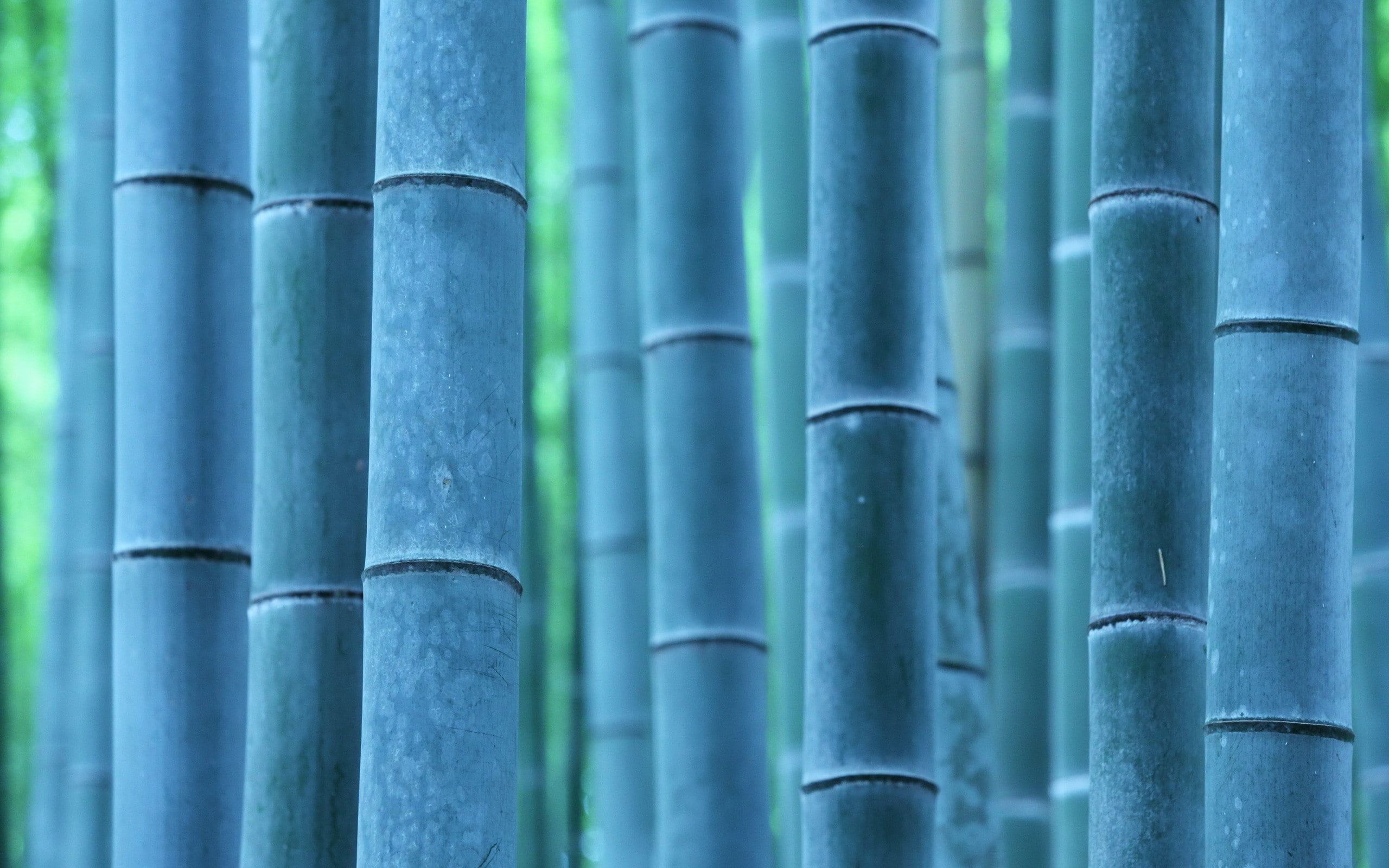 nature, plants, photography, bamboo, trees