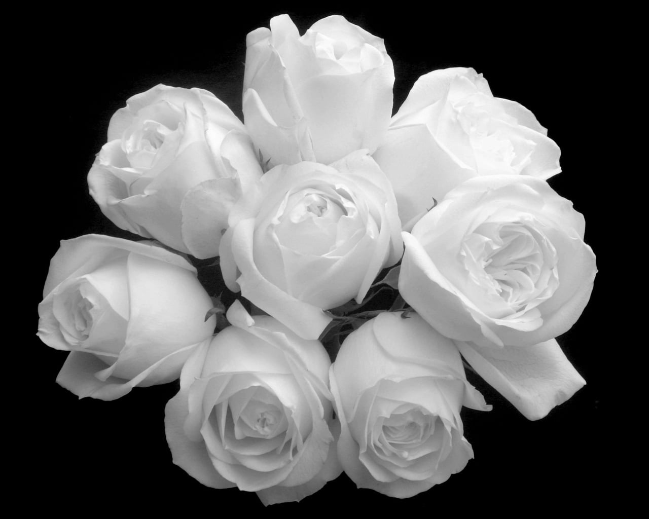 white roses, flowers, bouquet, black white, nature, rose - Flower