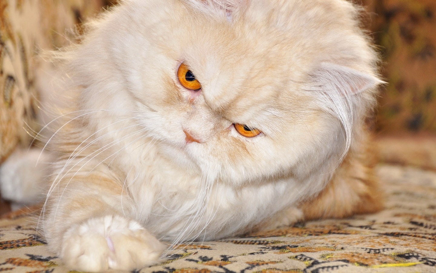 1440x900 px carpet cat Grumpy Cat Persian Cat Sports Auto Racing HD Art
