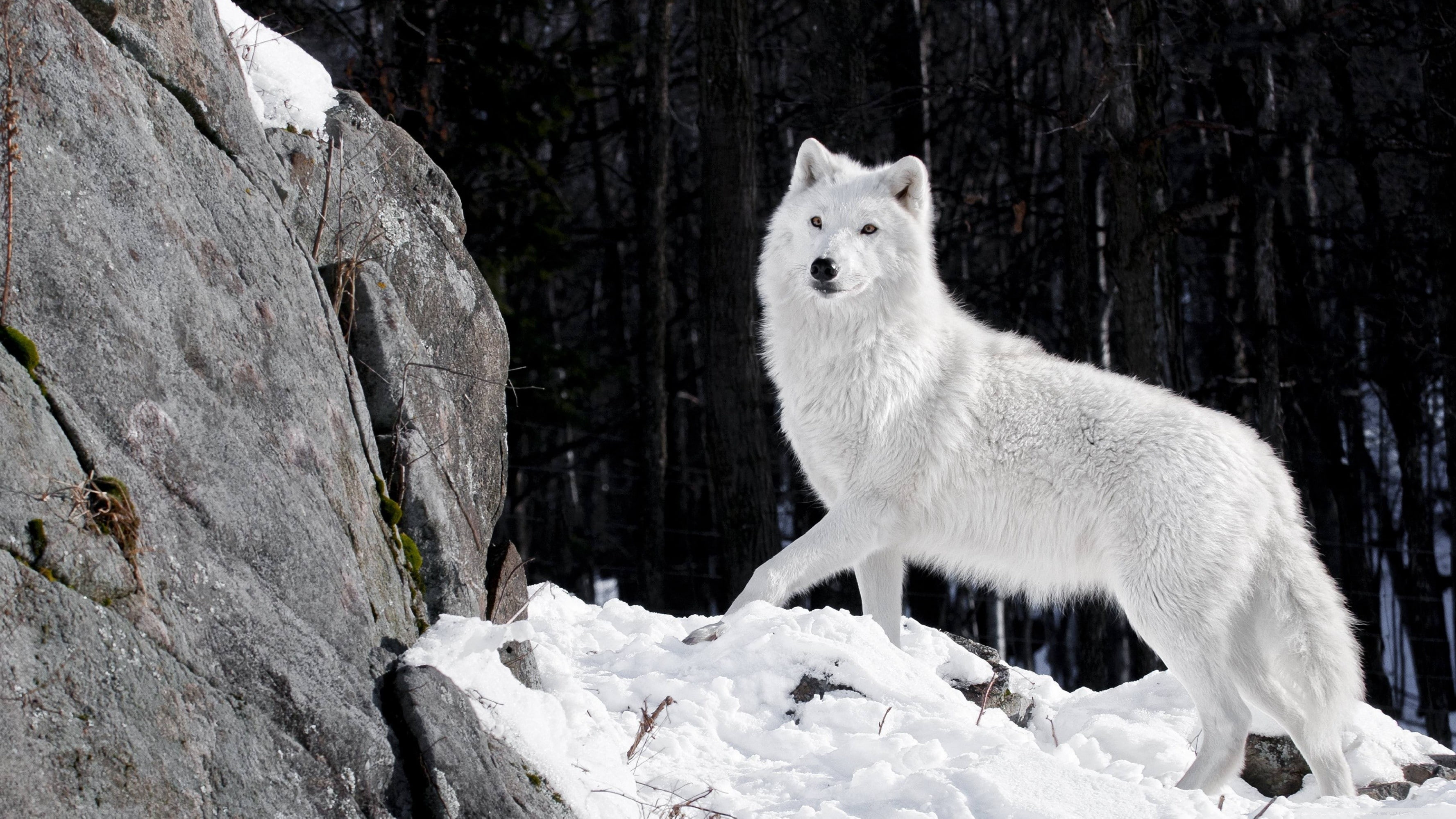 artic wolf, animals, snow, animal themes, one animal, mammal