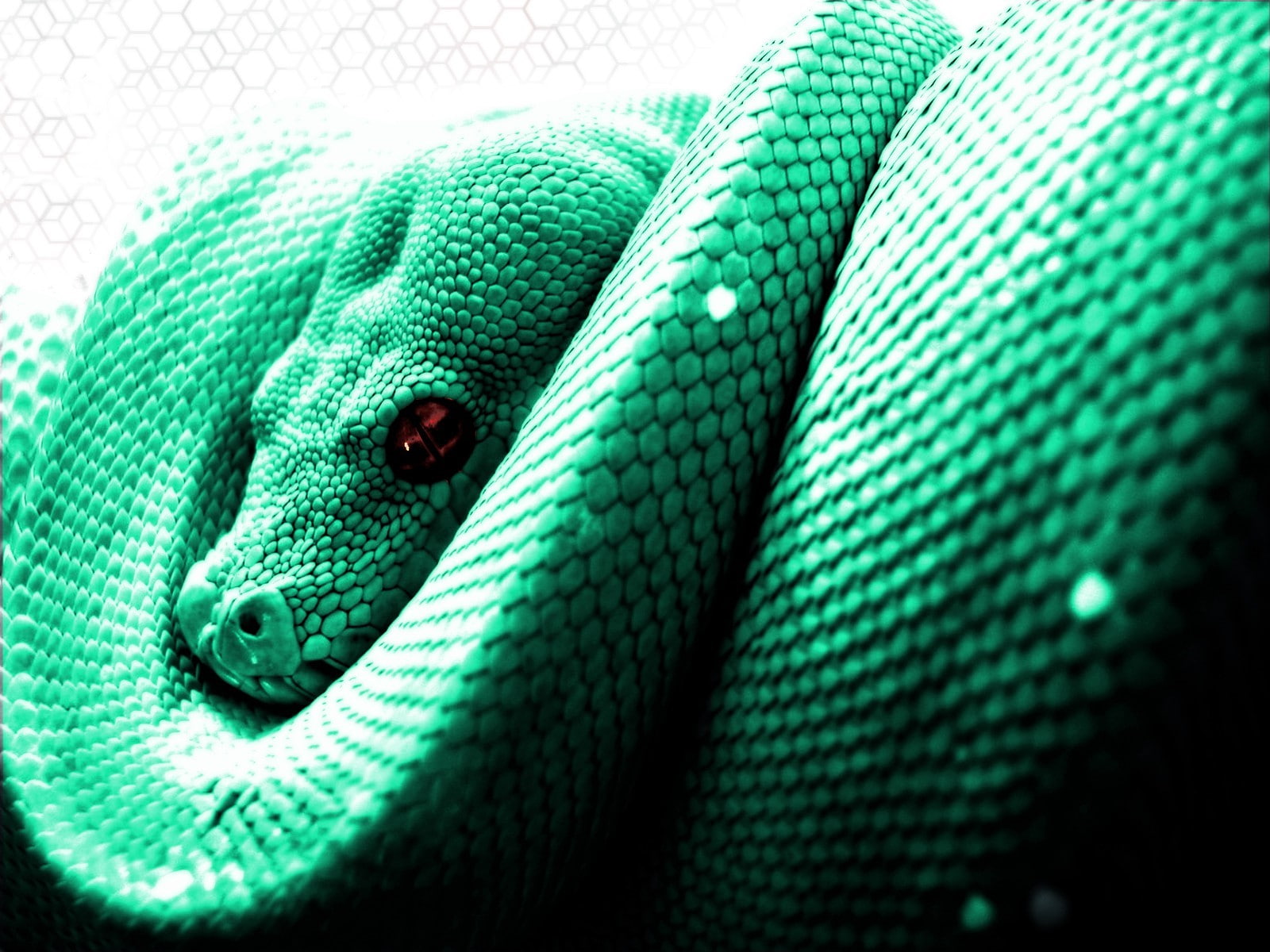 animals snake python