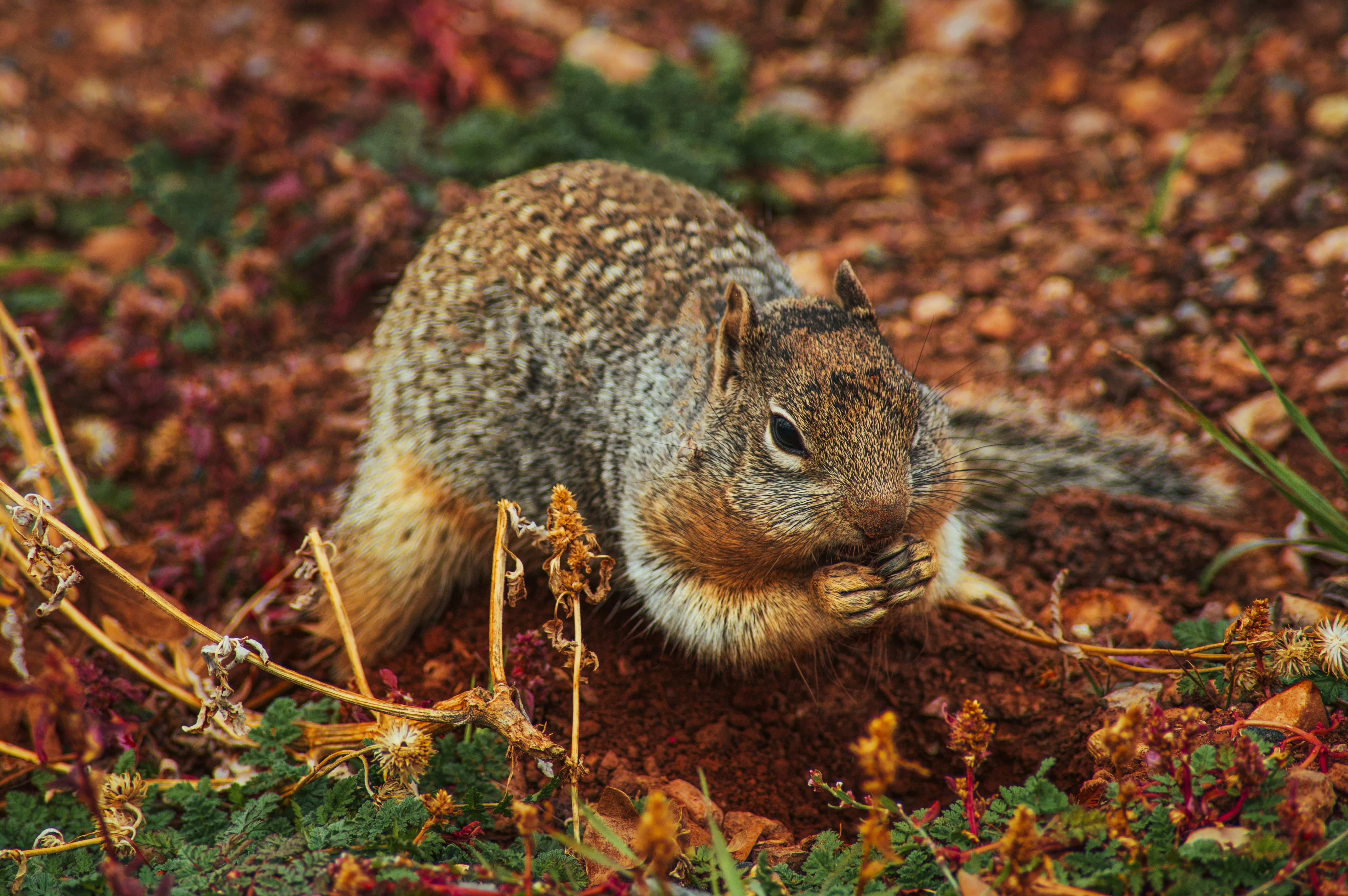 squirrel