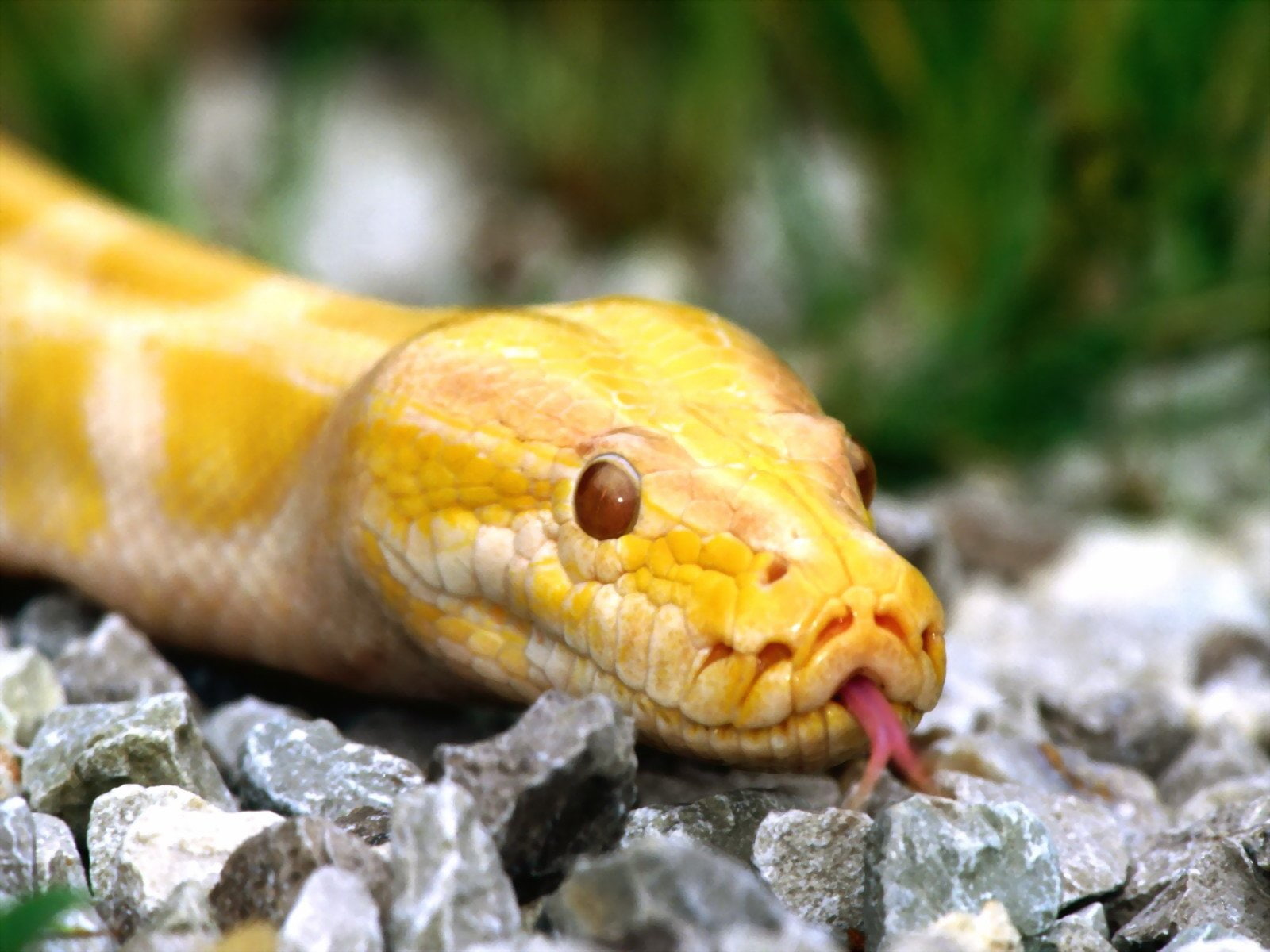 python, reptiles, snakes, wildlife