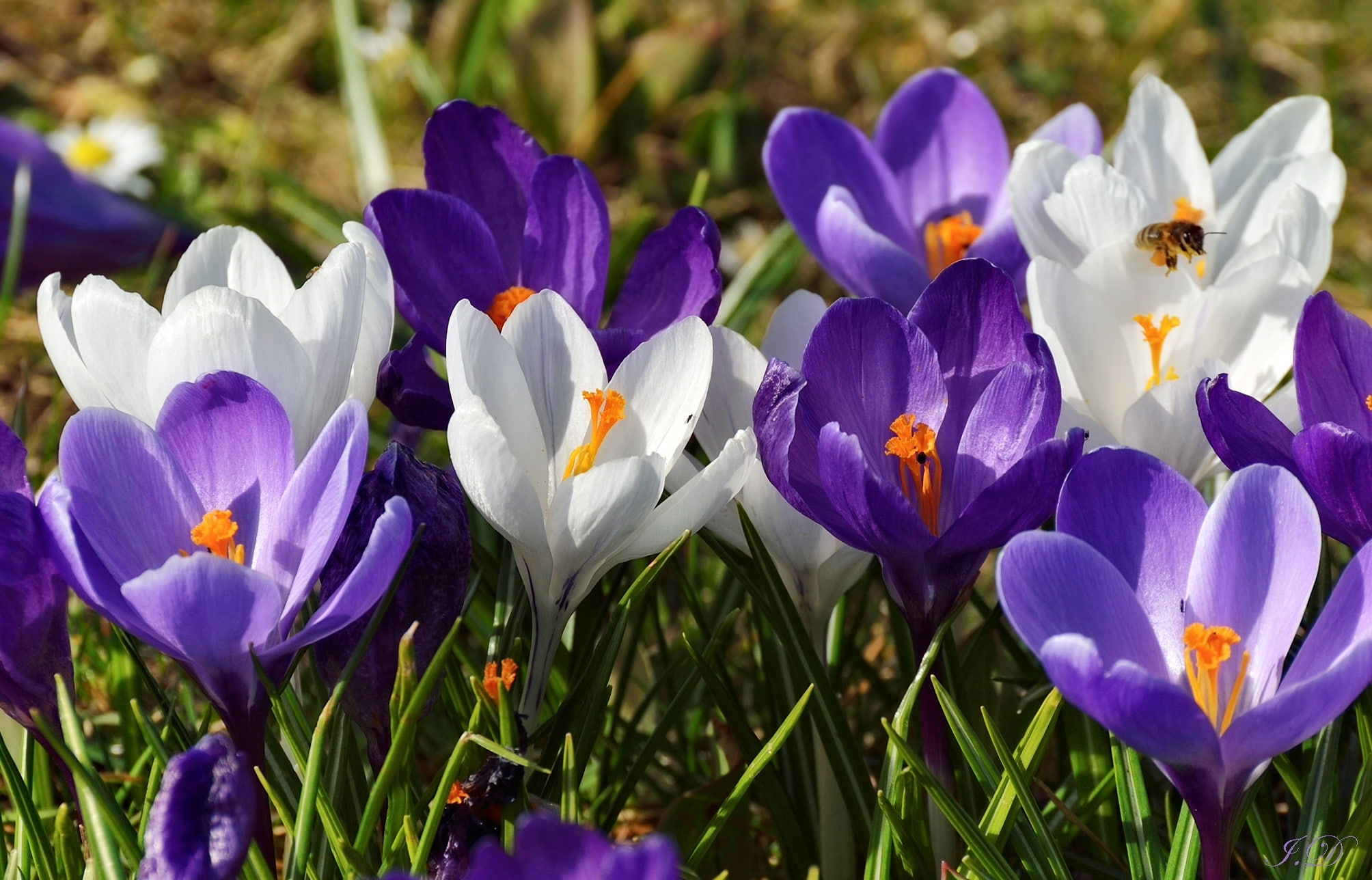 macro, bee, spring, crocuses, saffron