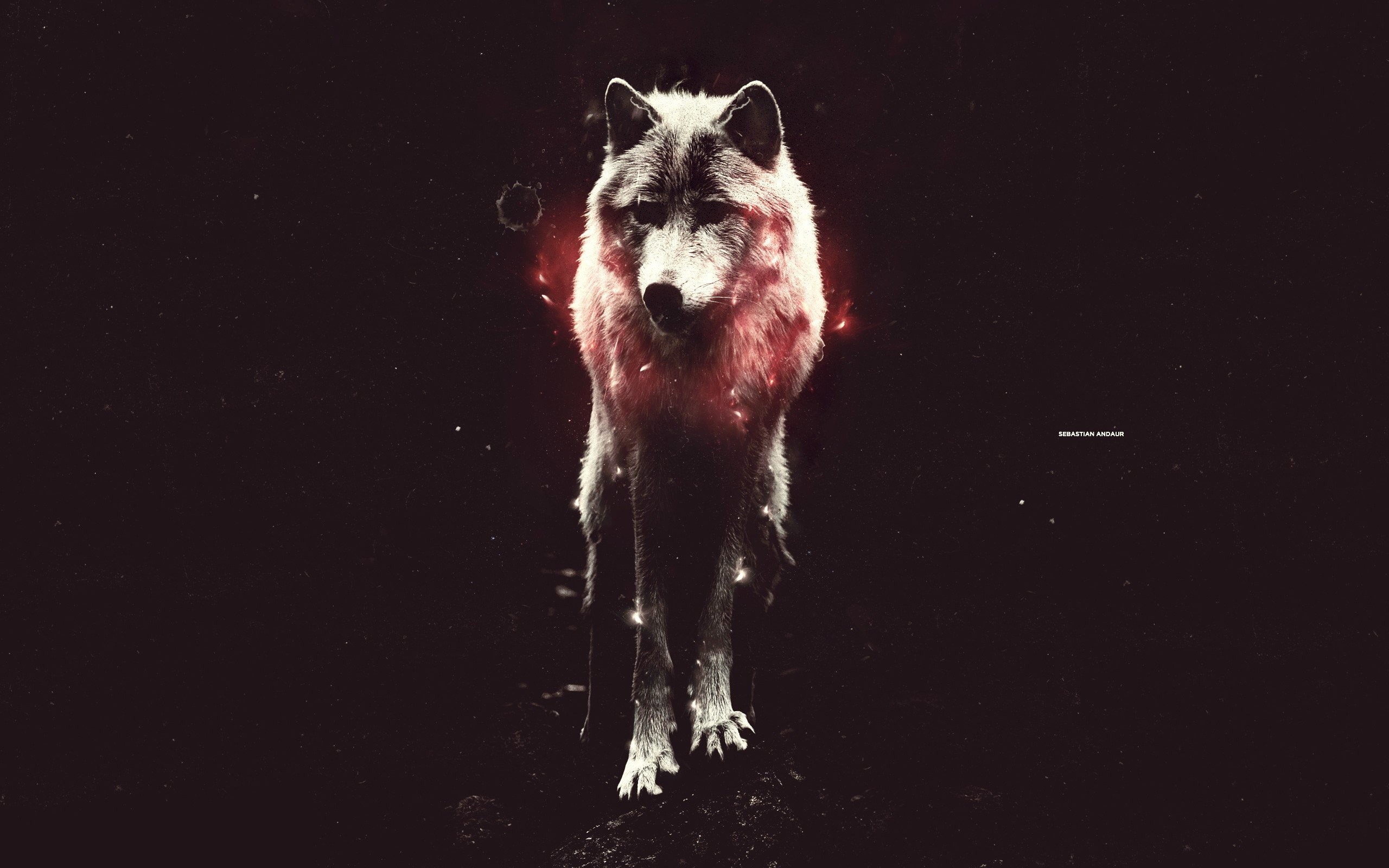 wolf