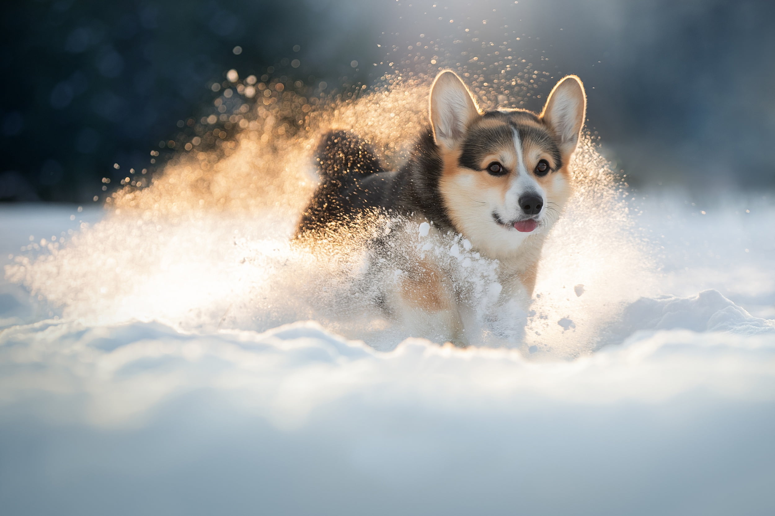 winter, snow, dog, walk, doggie, Welsh Corgi, Svetlana Pisareva