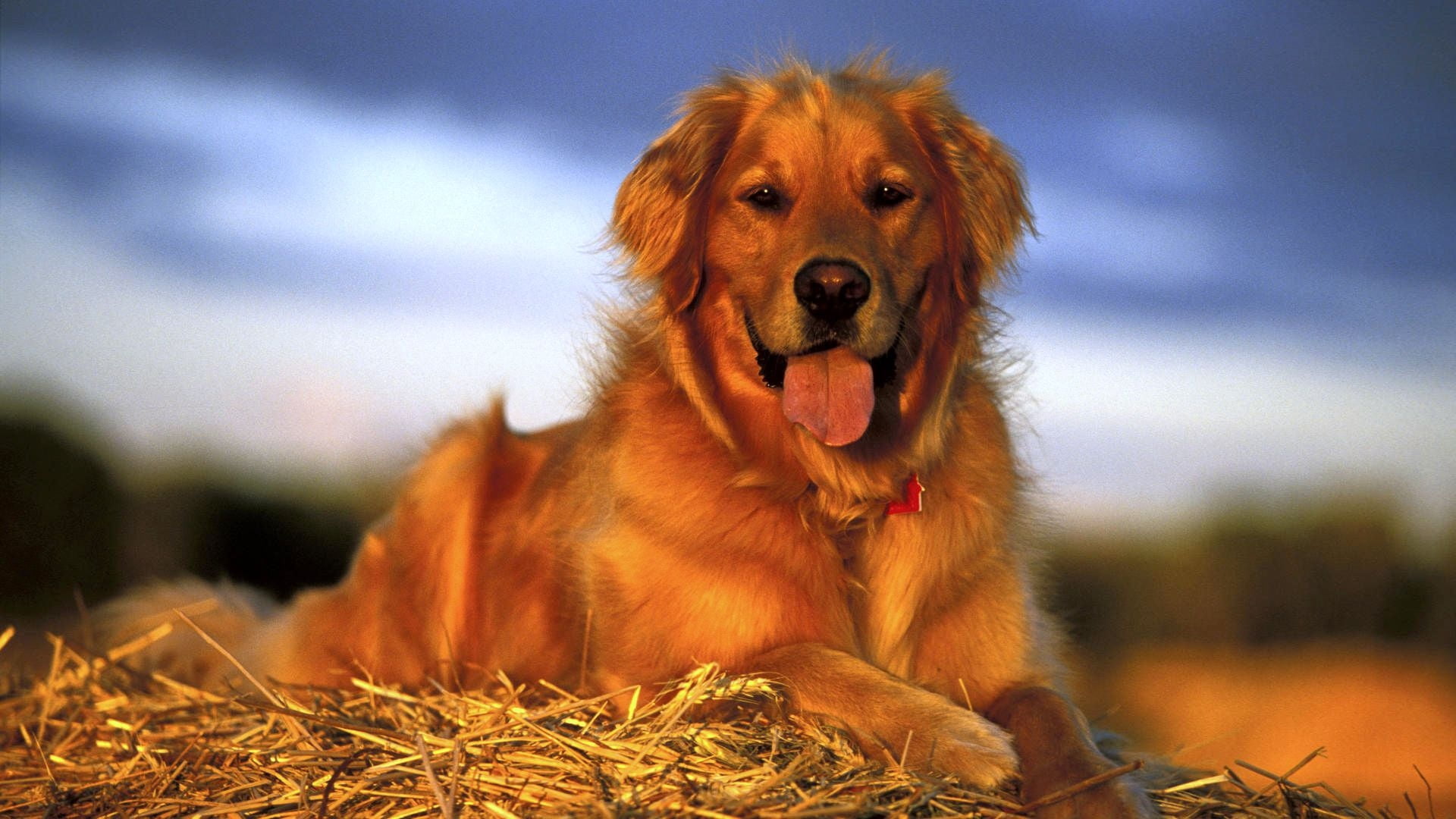 adult golden retriever, dog, labrador, lie, pets, animal, cute