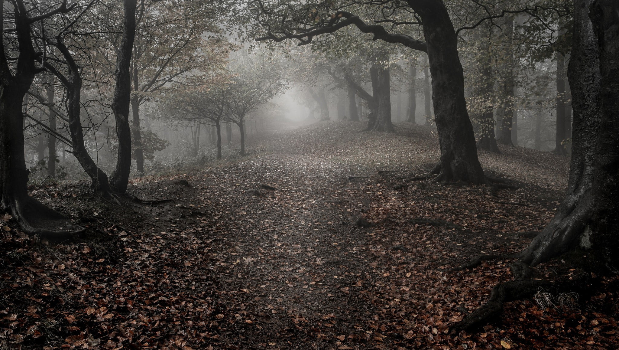 brown trees, forest, nature, landscape, wood, mist, leaves, fall