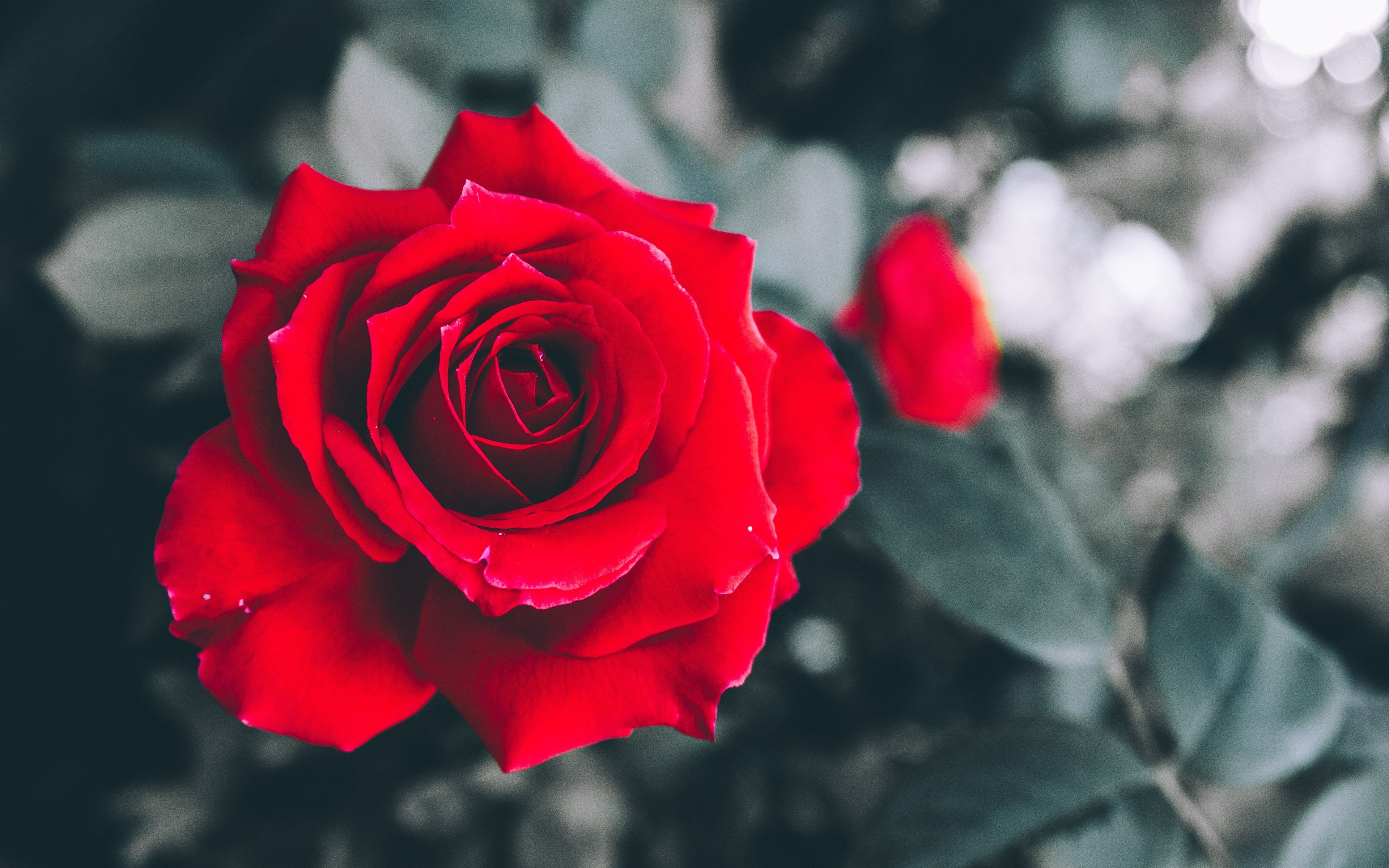Flowers, Rose, Blur, Bud, Red Flower, Red Rose