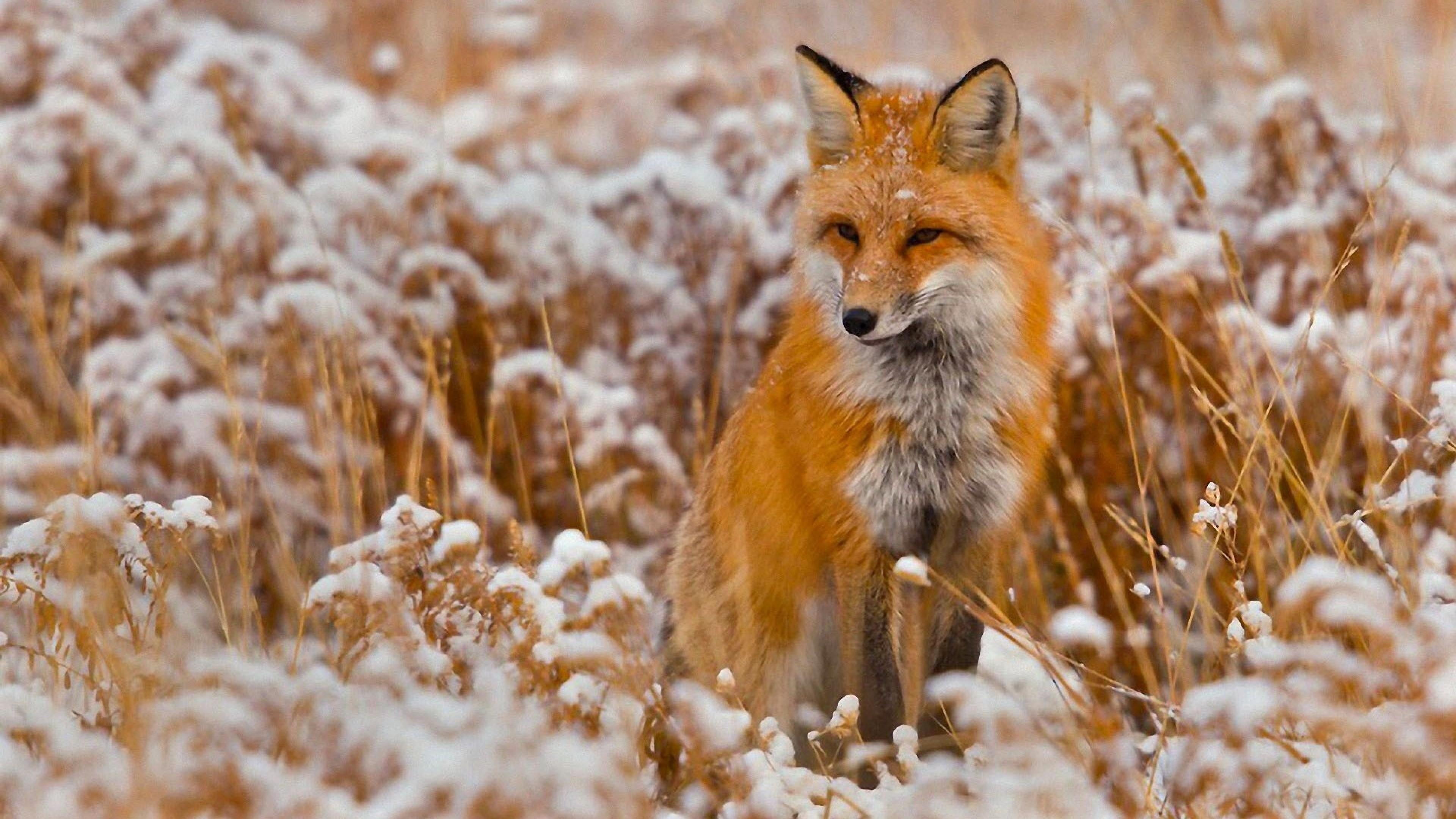 fox, winter, wildlife, wild animal, cute, snow, animal themes