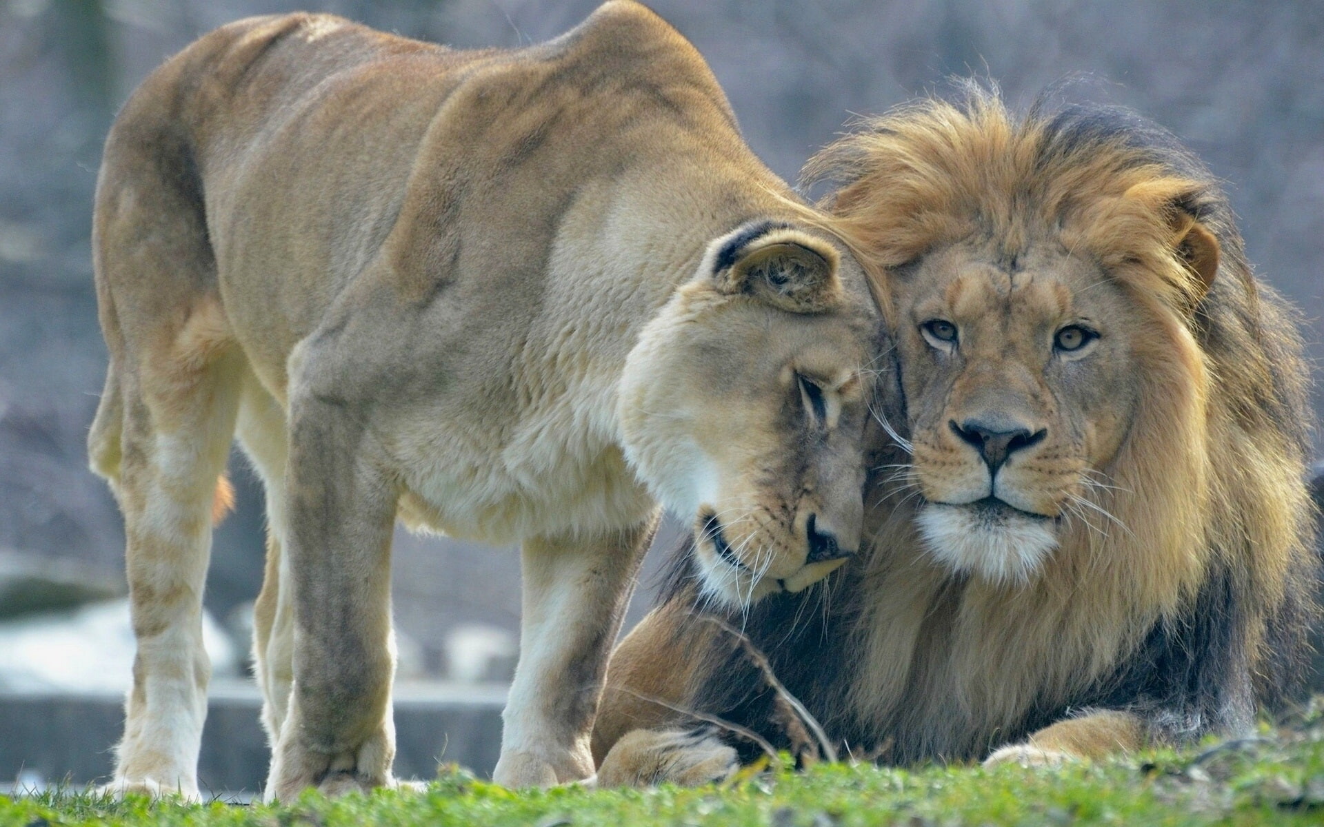 Animal's love, lion and lioness