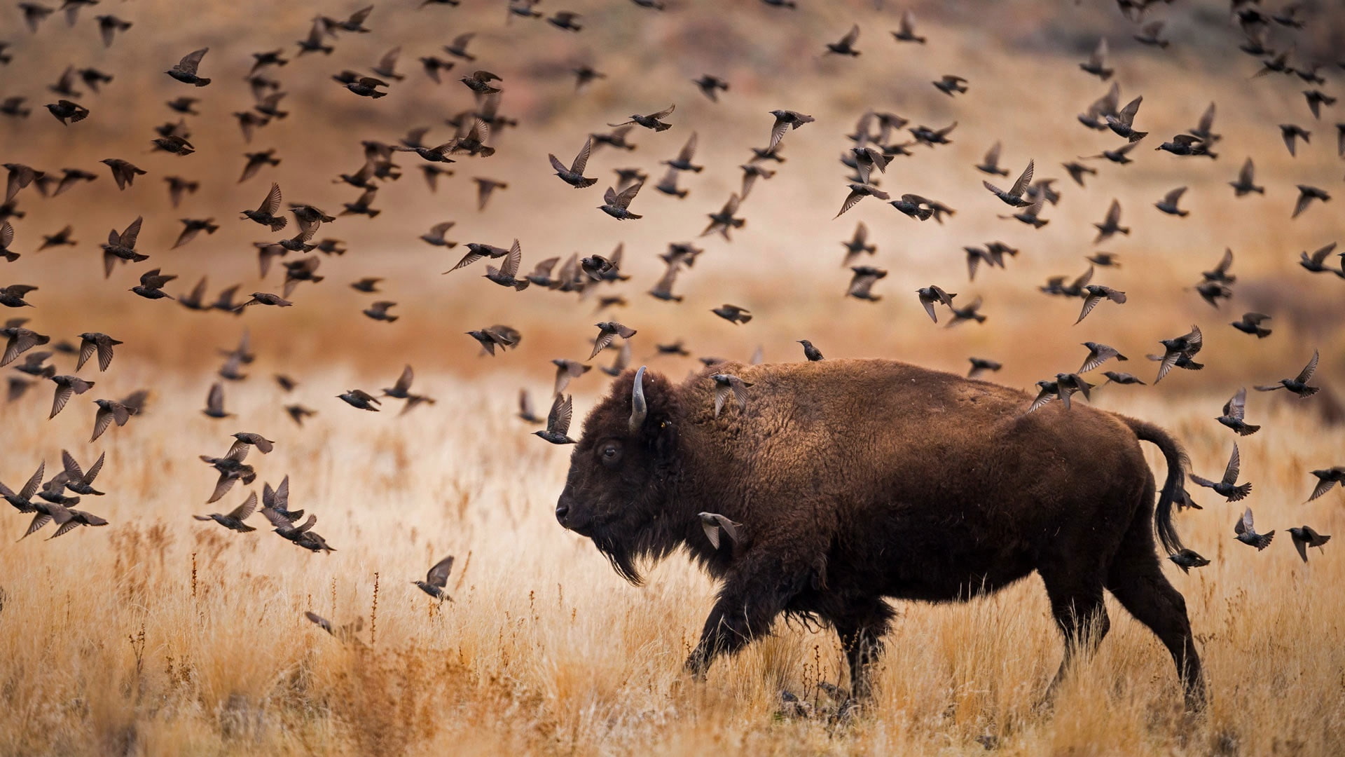 birds, Utah, USA, National Park, Buffalo, The Island Of Antelope