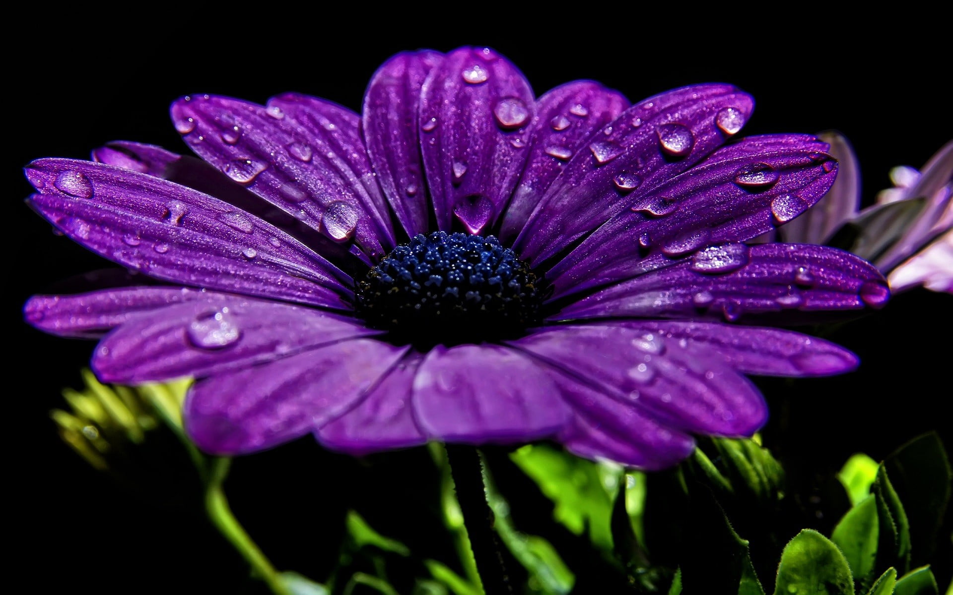 nature, flowers, purple, purple flowers, macro, closeup, water drops