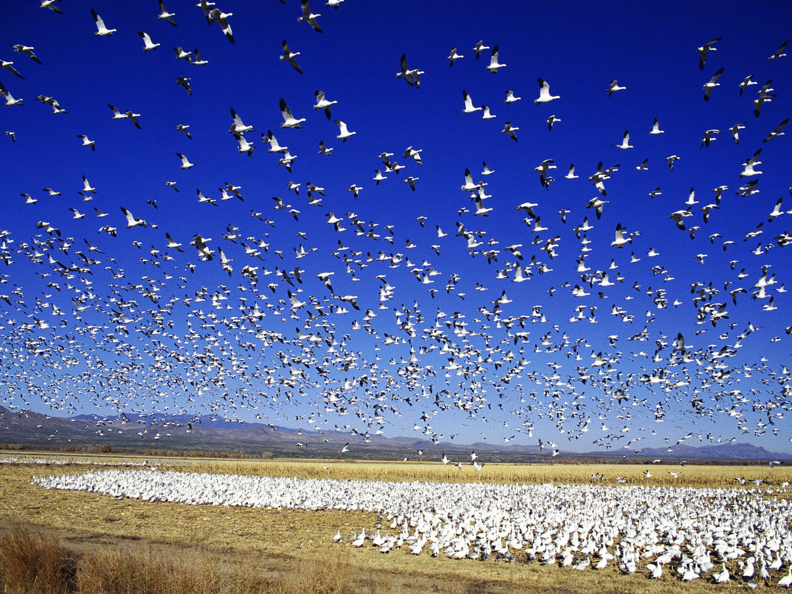 Migrating snow goose, animals
