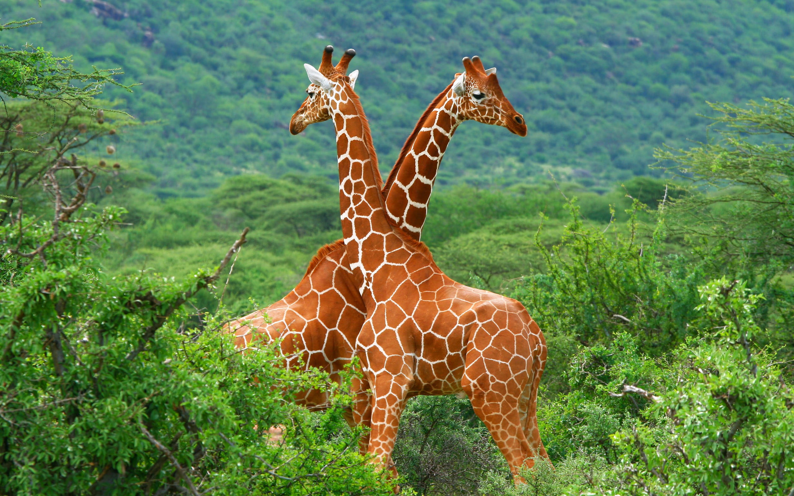 two brown giraffe, giraffes, animals, forest, animal themes, animal wildlife
