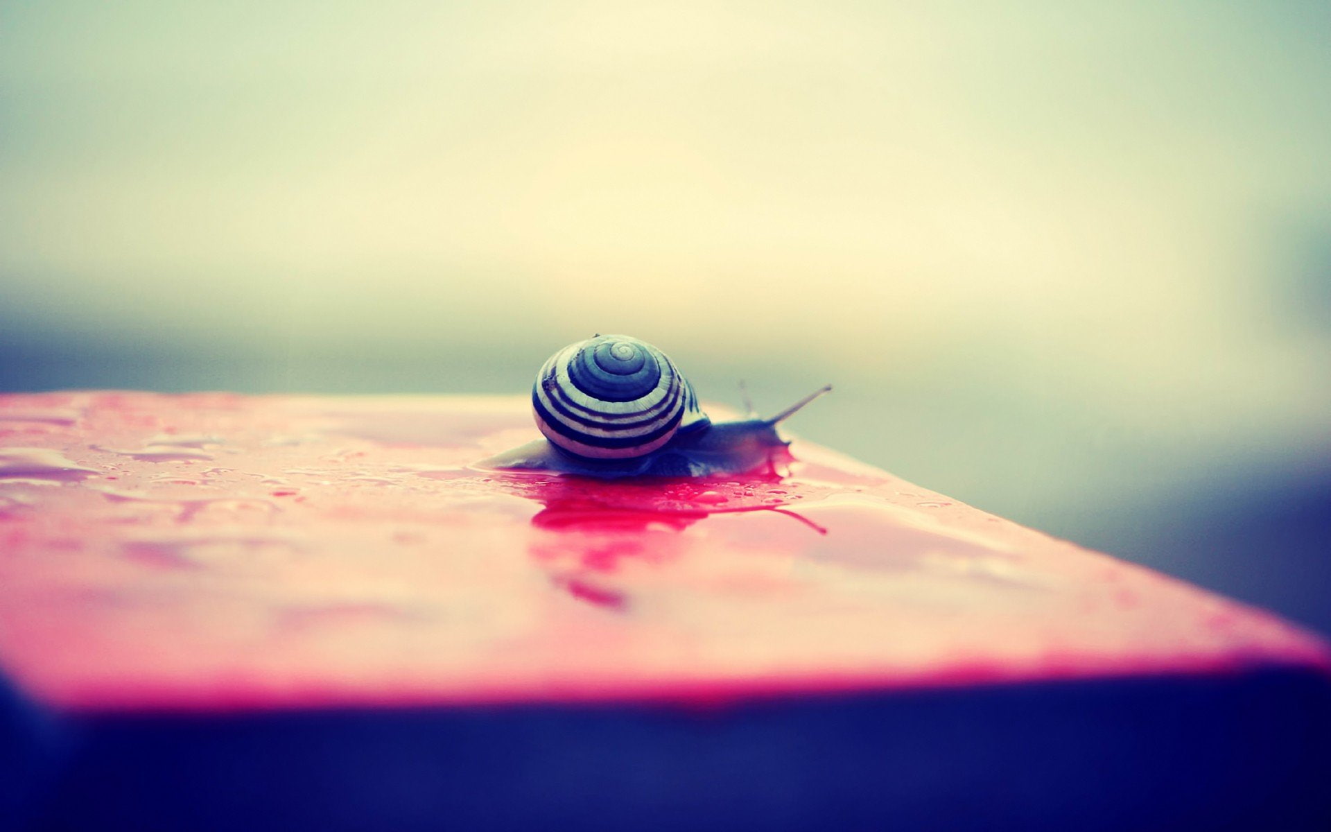 snails