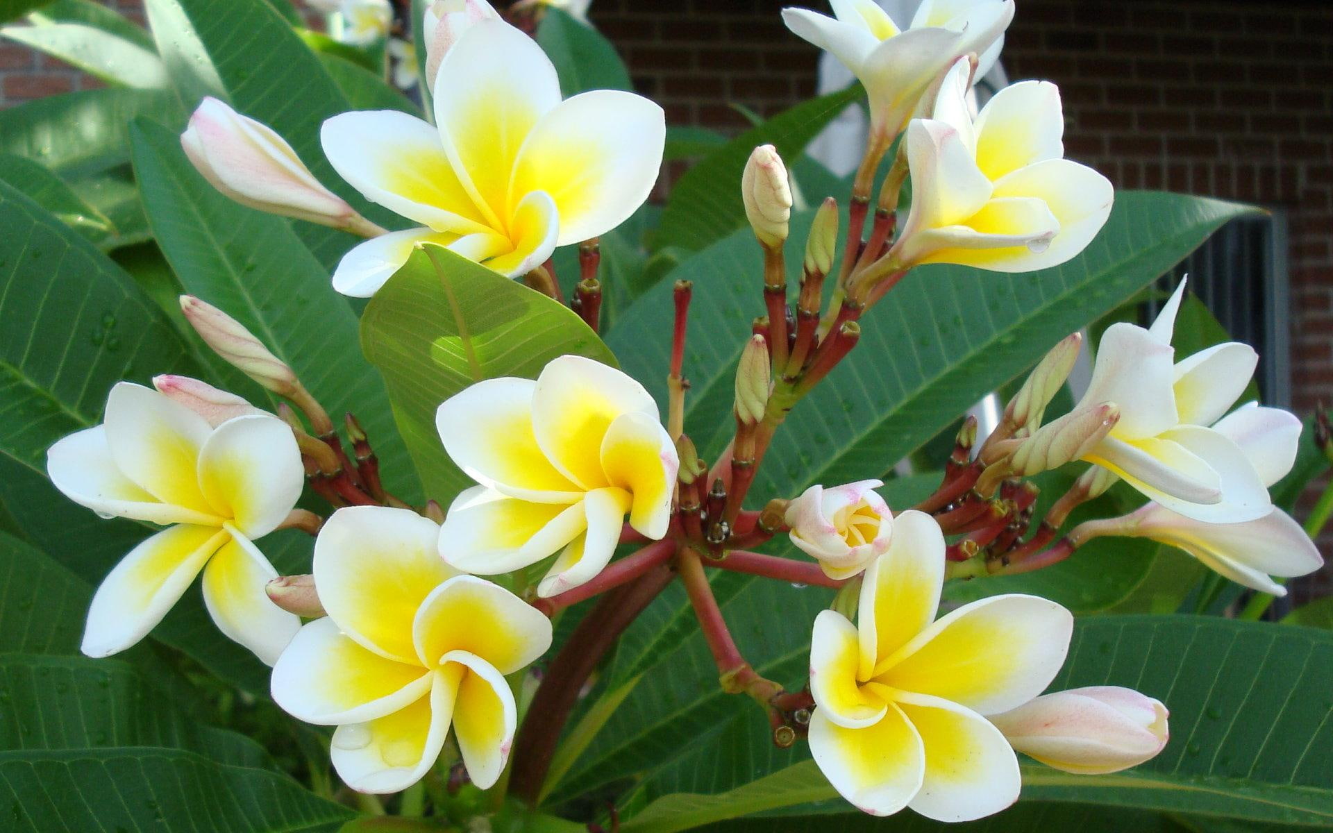 Beautiful Yellow White Tropical Flowers.., leaves, white and beautiful