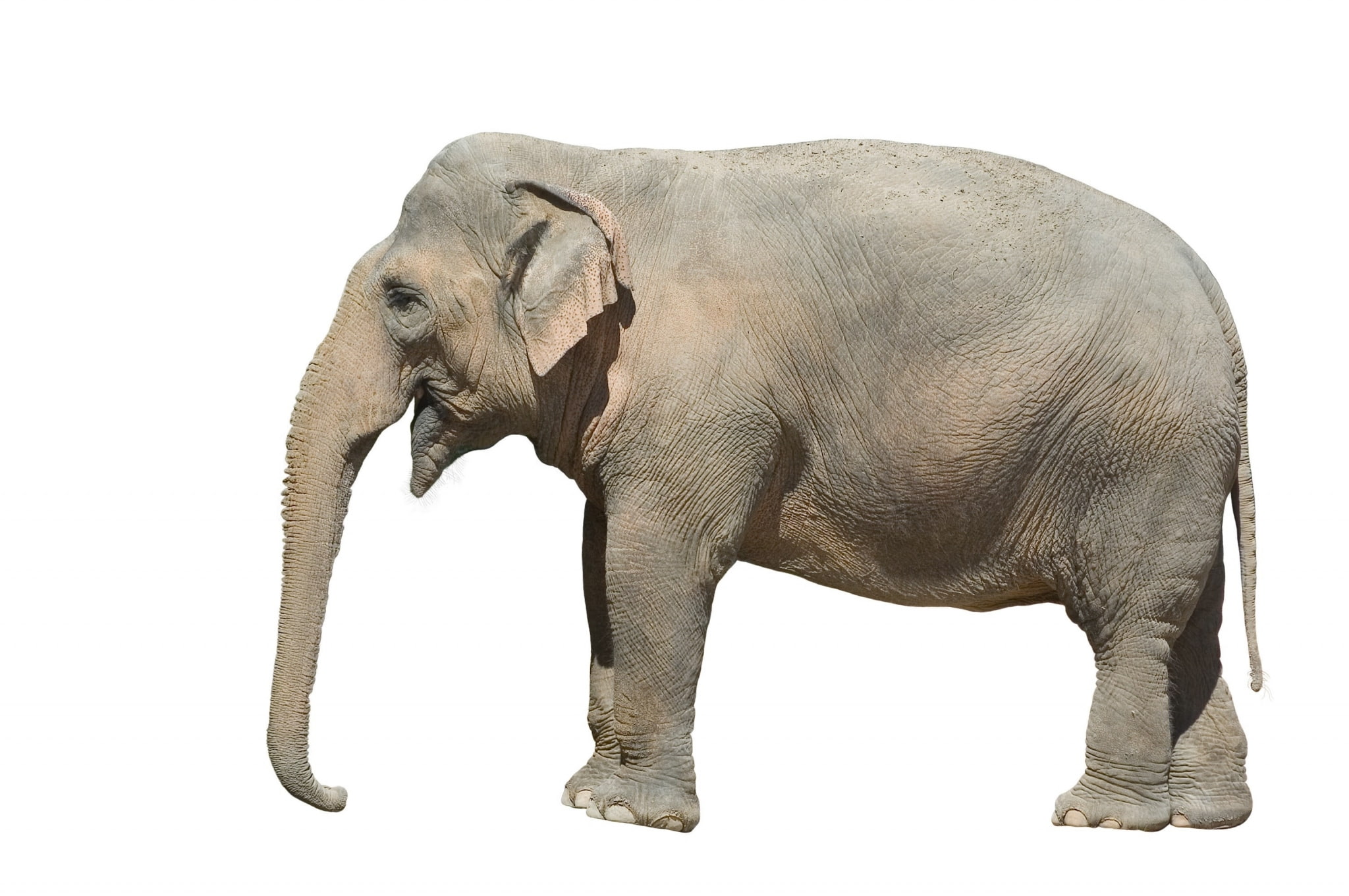 elephant  widescreen retina imac, white background, studio shot