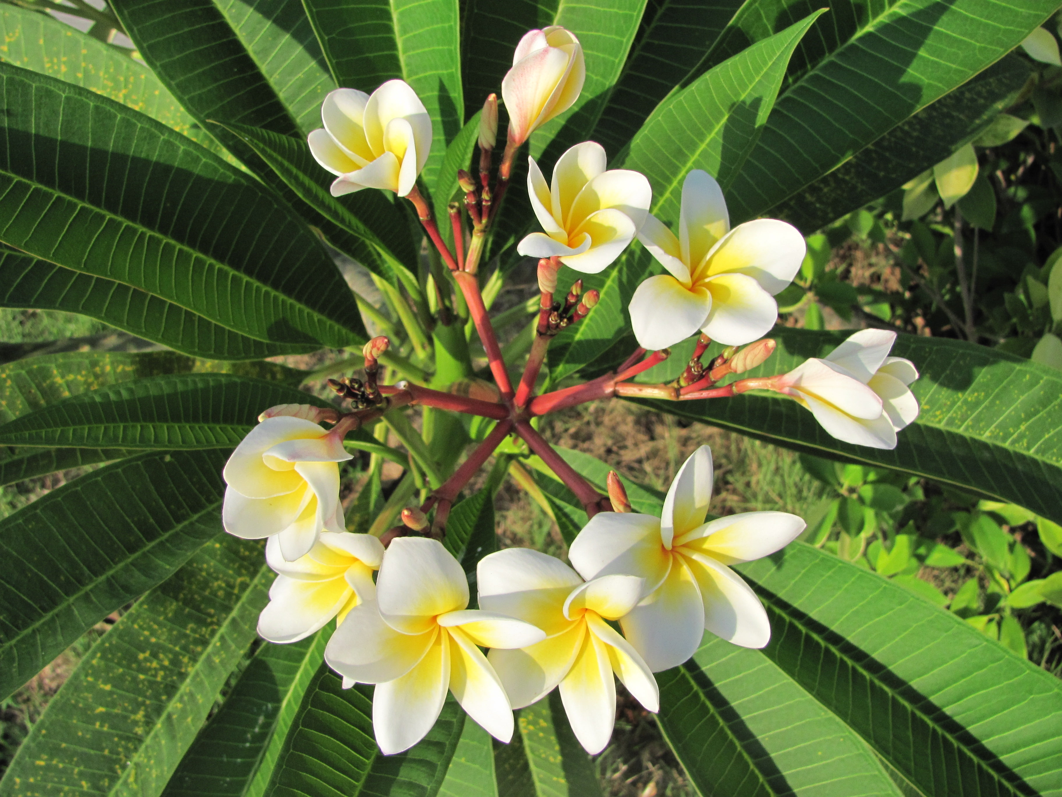 white-and-yellow plumeria flowers, thailand, fan, frangipani