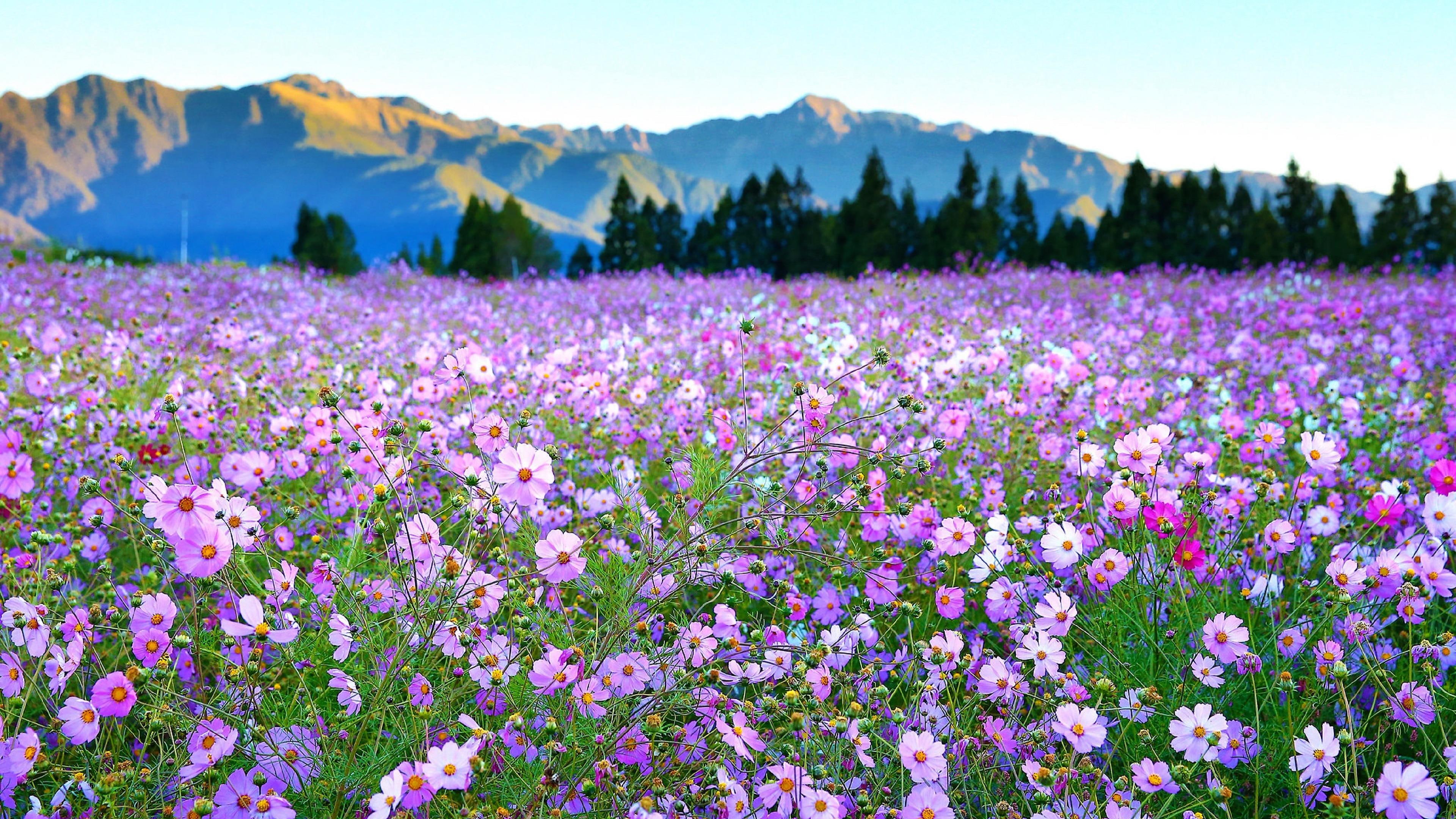 flower, gesang flower, flower carpet, flower field, purple flowers