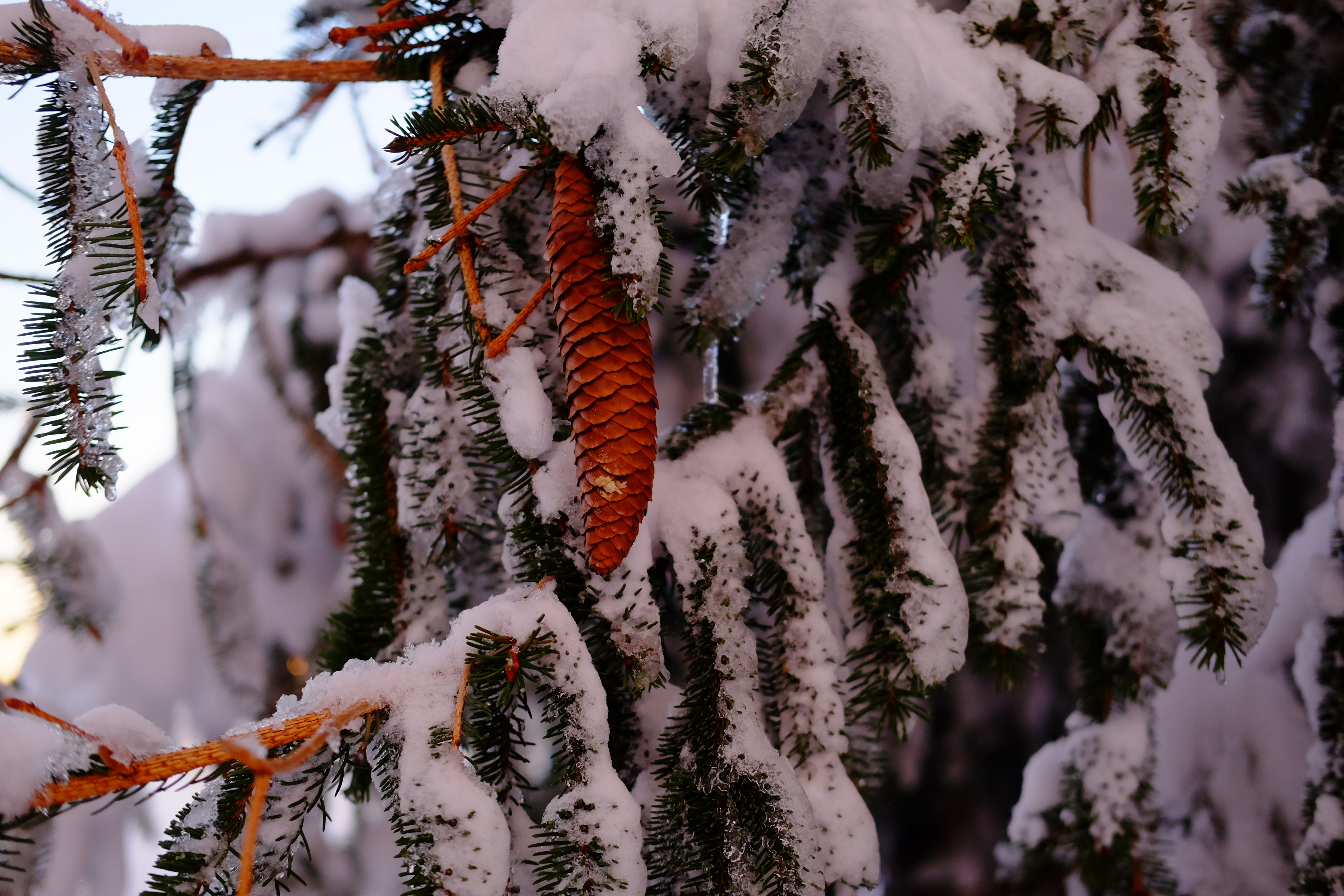 snow, pine trees, winter, branch, plant, cold temperature, growth