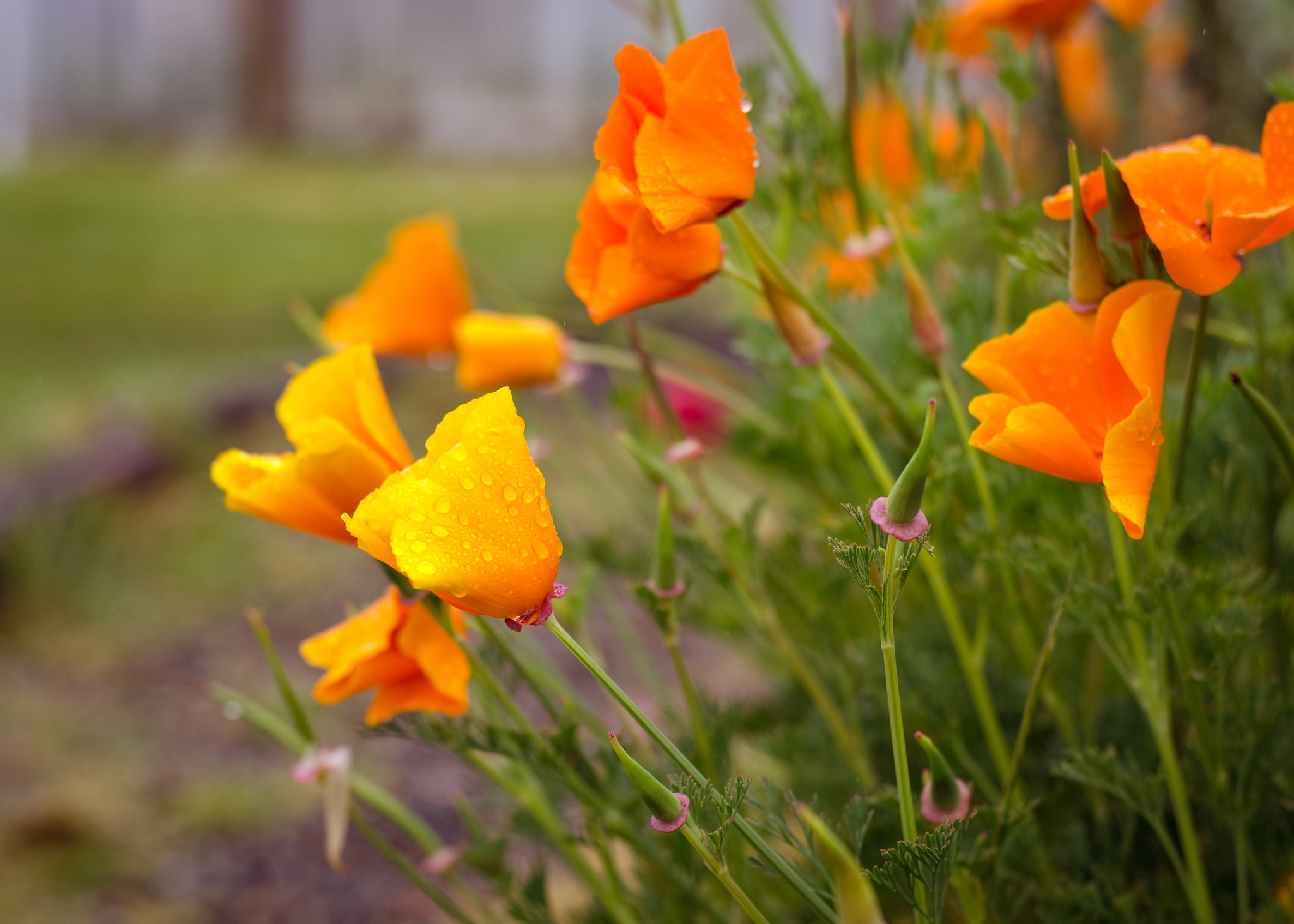 California Poppies, orange flowers, Nature, water, saffron, drops