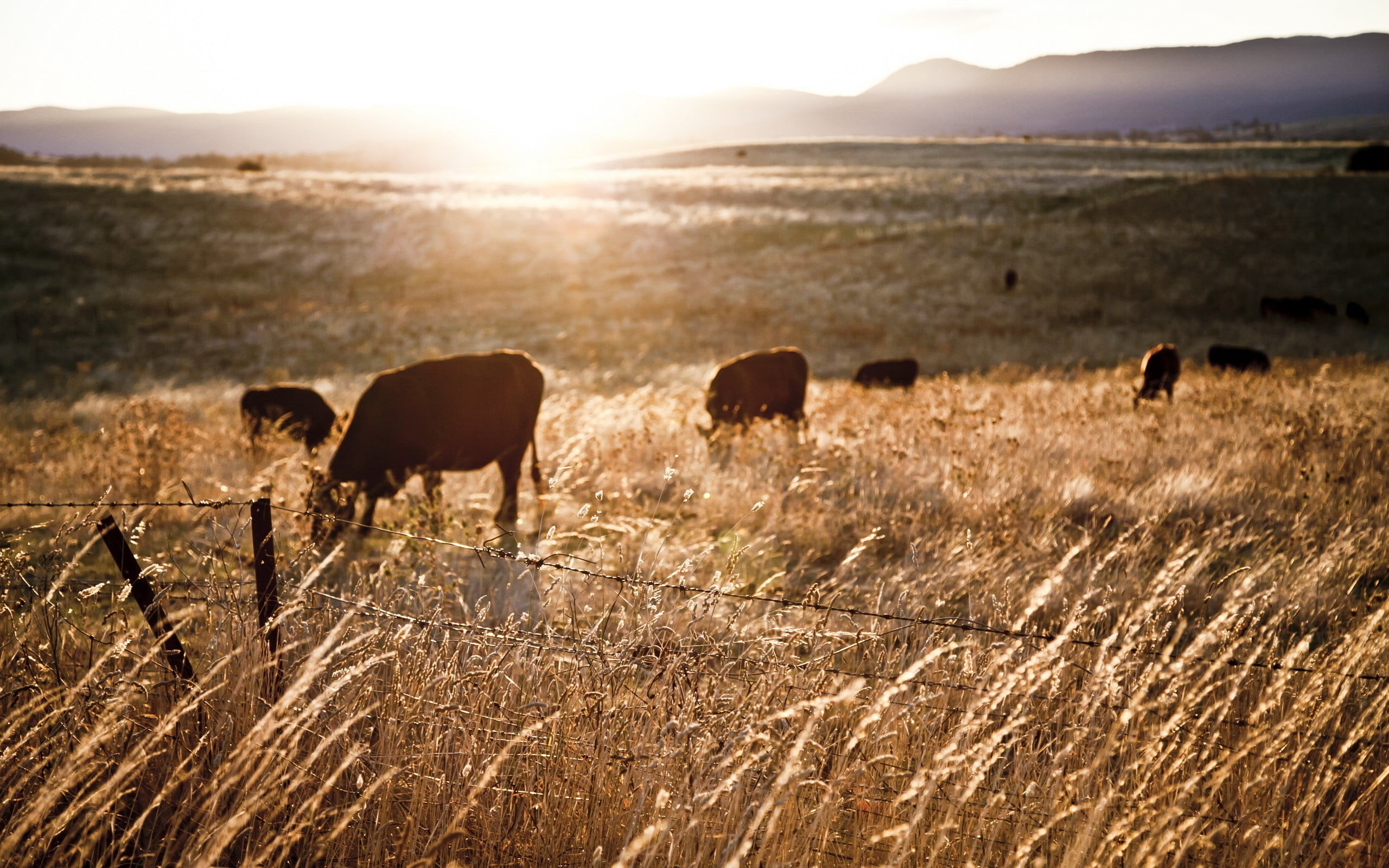 brown cows, sunlight, farm, fence, landscape, animals, field