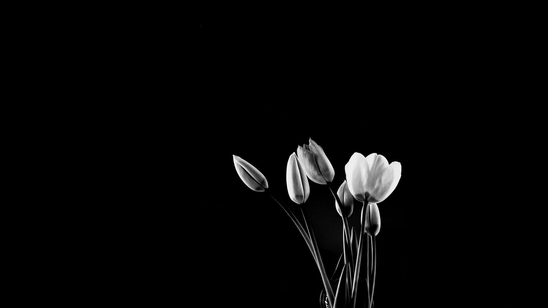 Flowers, Tulip, Black and White