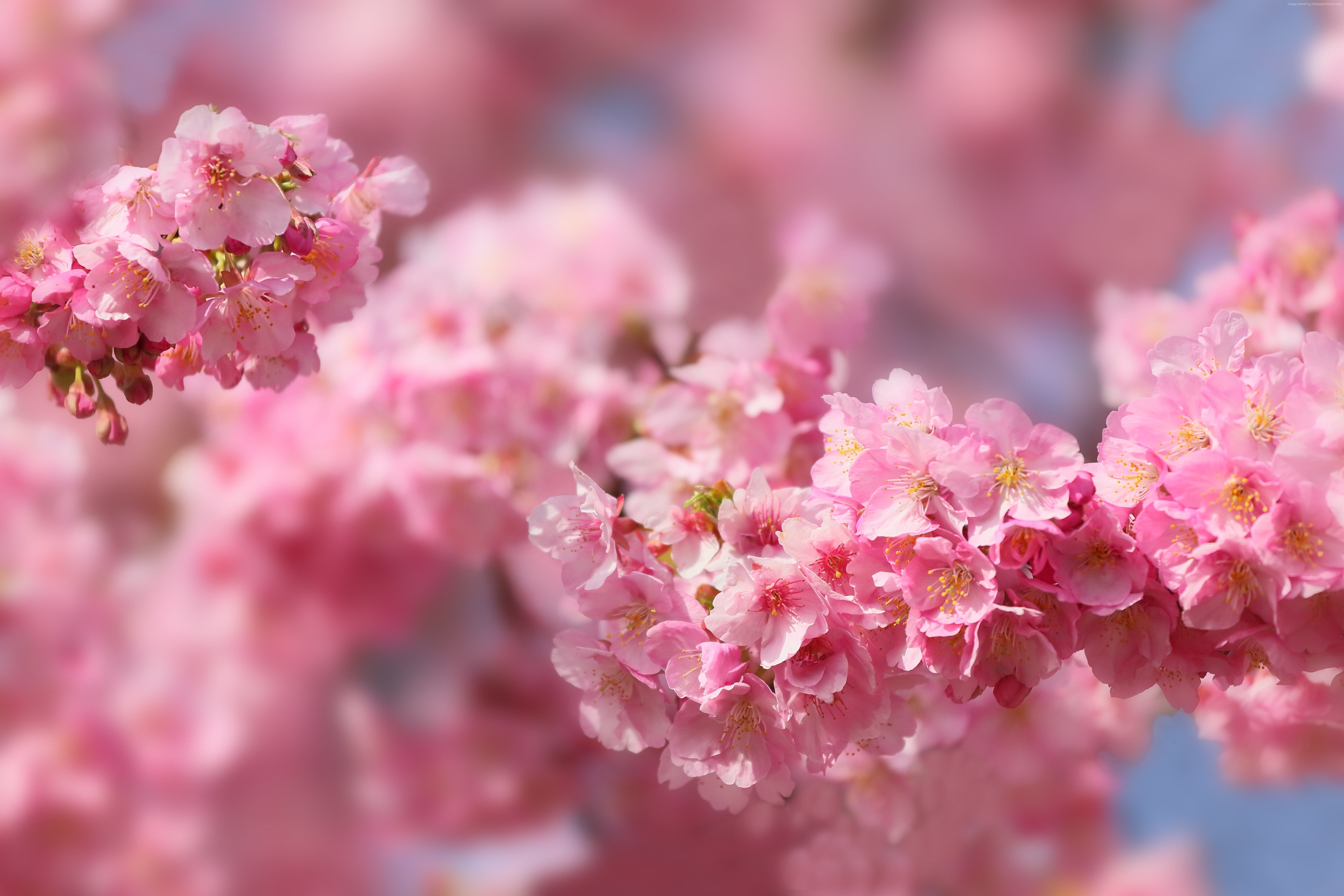 trees, blossom, sakura, spring, 5k
