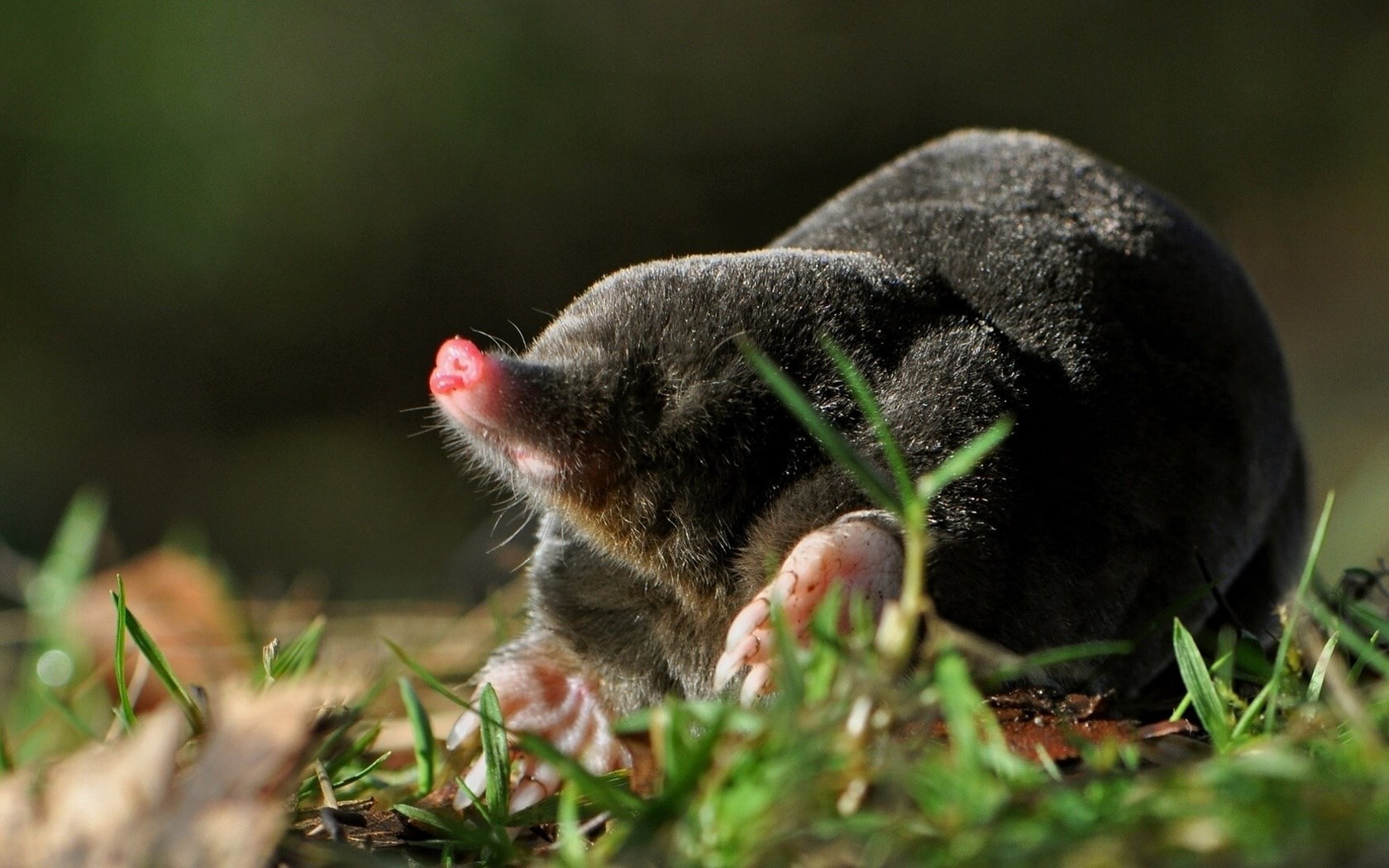 mole