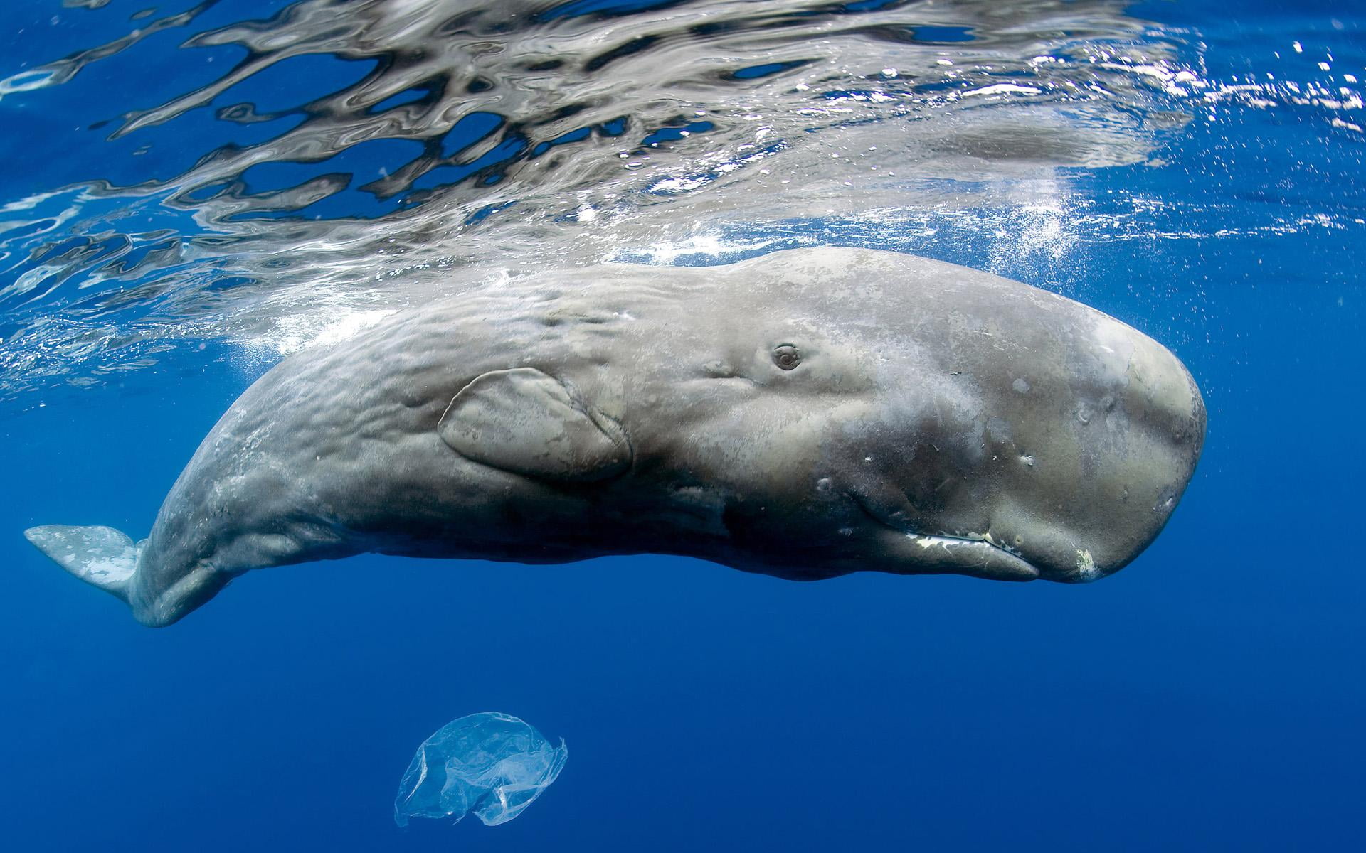 Sperm Whale, sperm whale, Animals, blue, water, fish, underwater