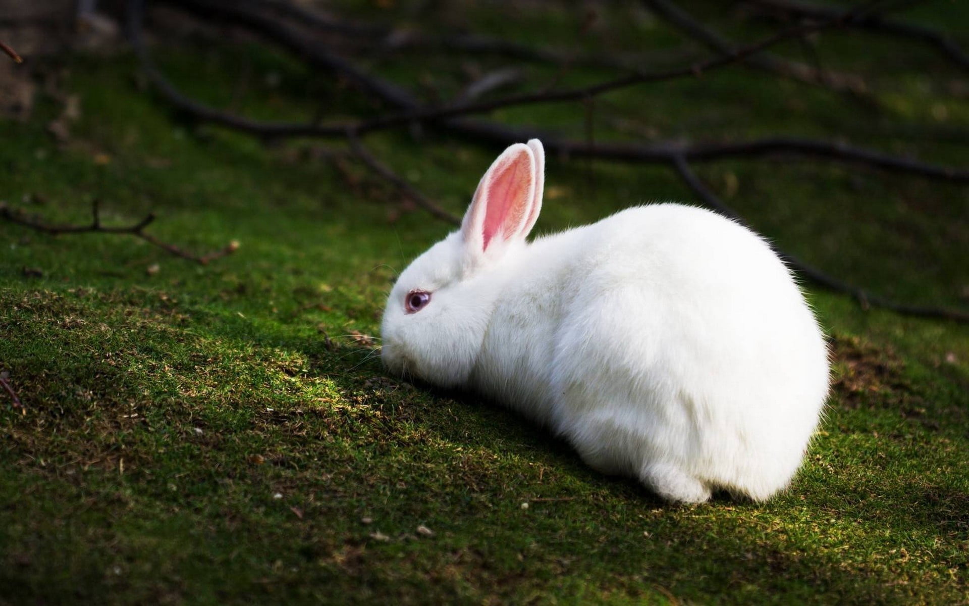 white rabbit, grass, climb, rabbit - Animal, cute, pets, fluffy