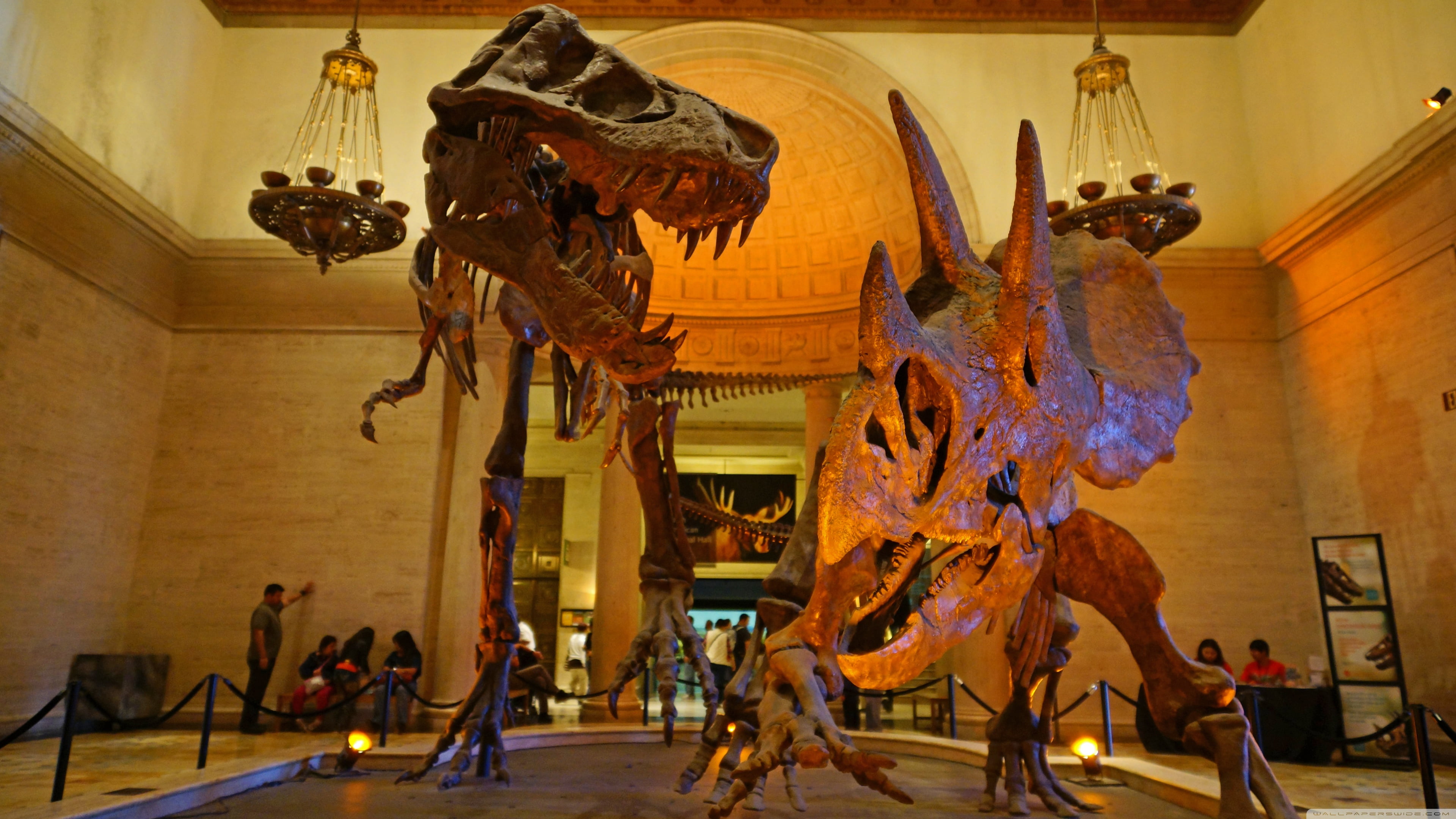 Tyrannosaurus rex, Triceratops, dinosaurs, skeleton, museum