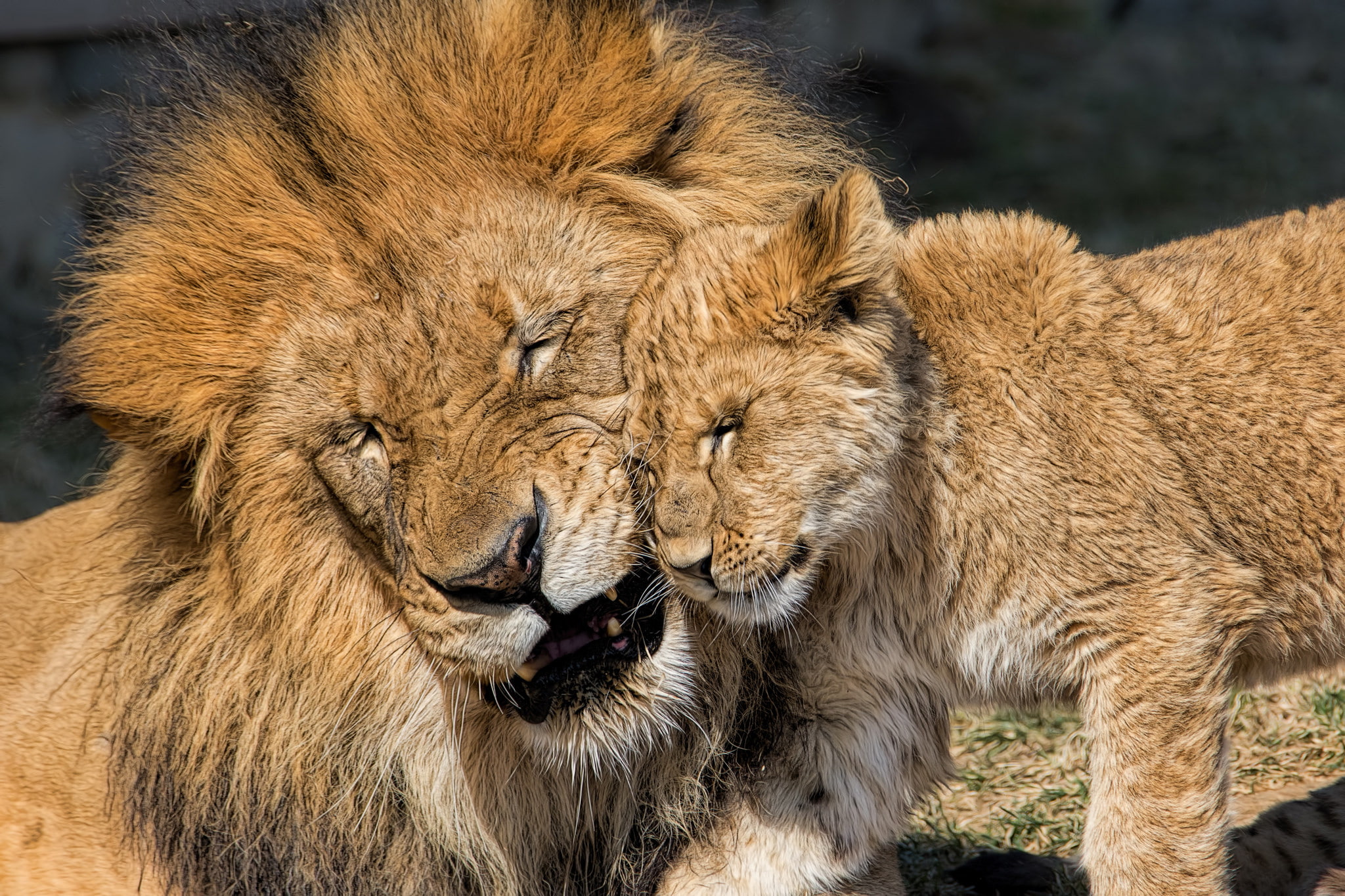 love, Leo, cub, kitty, lions, fatherhood