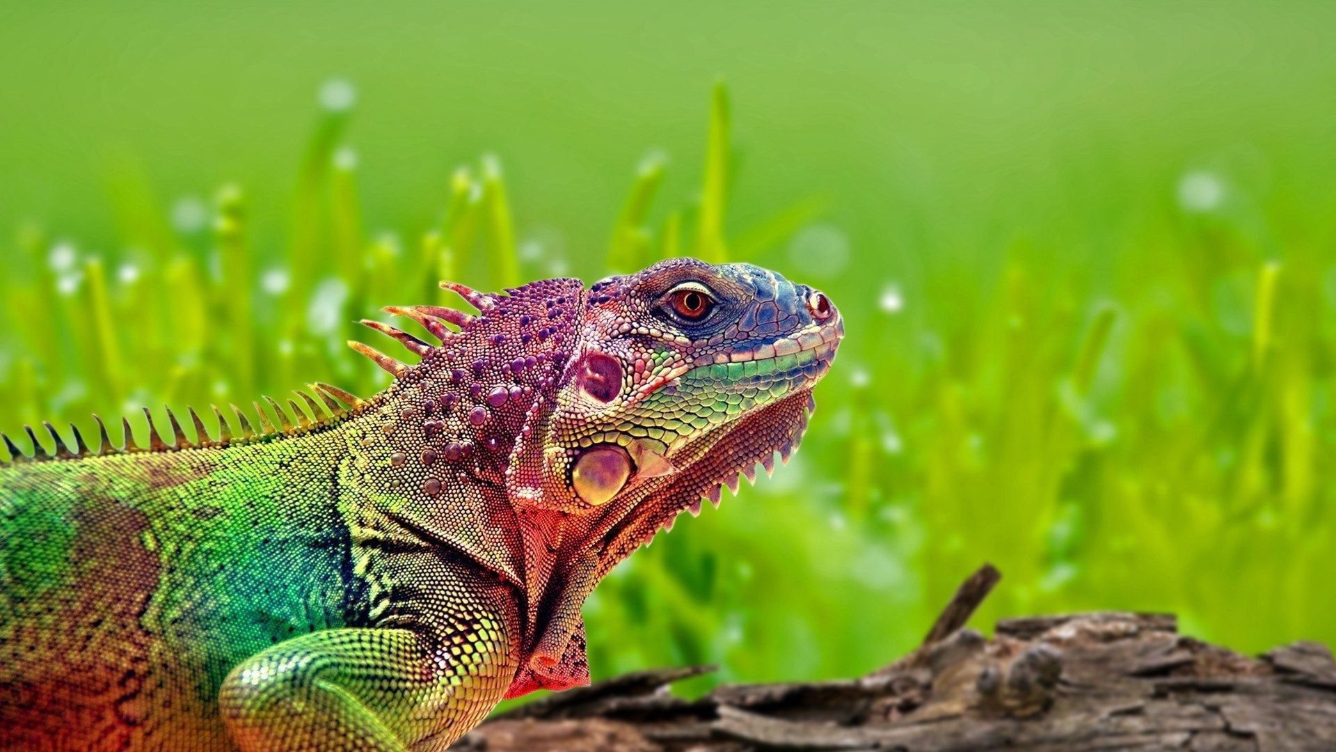 reptiles, colorful, grass, iguana, animals, animal themes, lizard