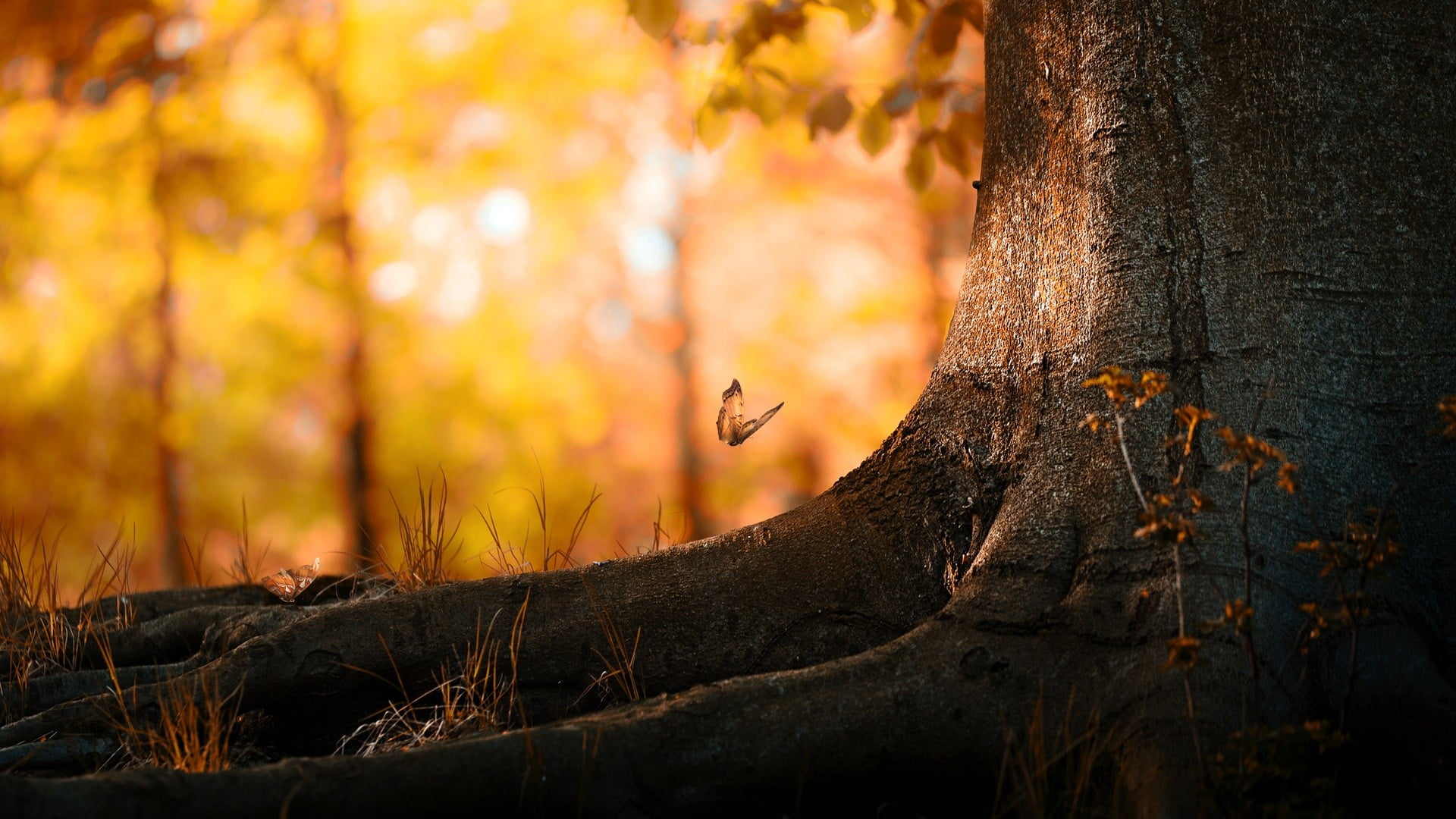 brown butterfly and gray tree trunk, butterfly flying above tree root during golden hour
