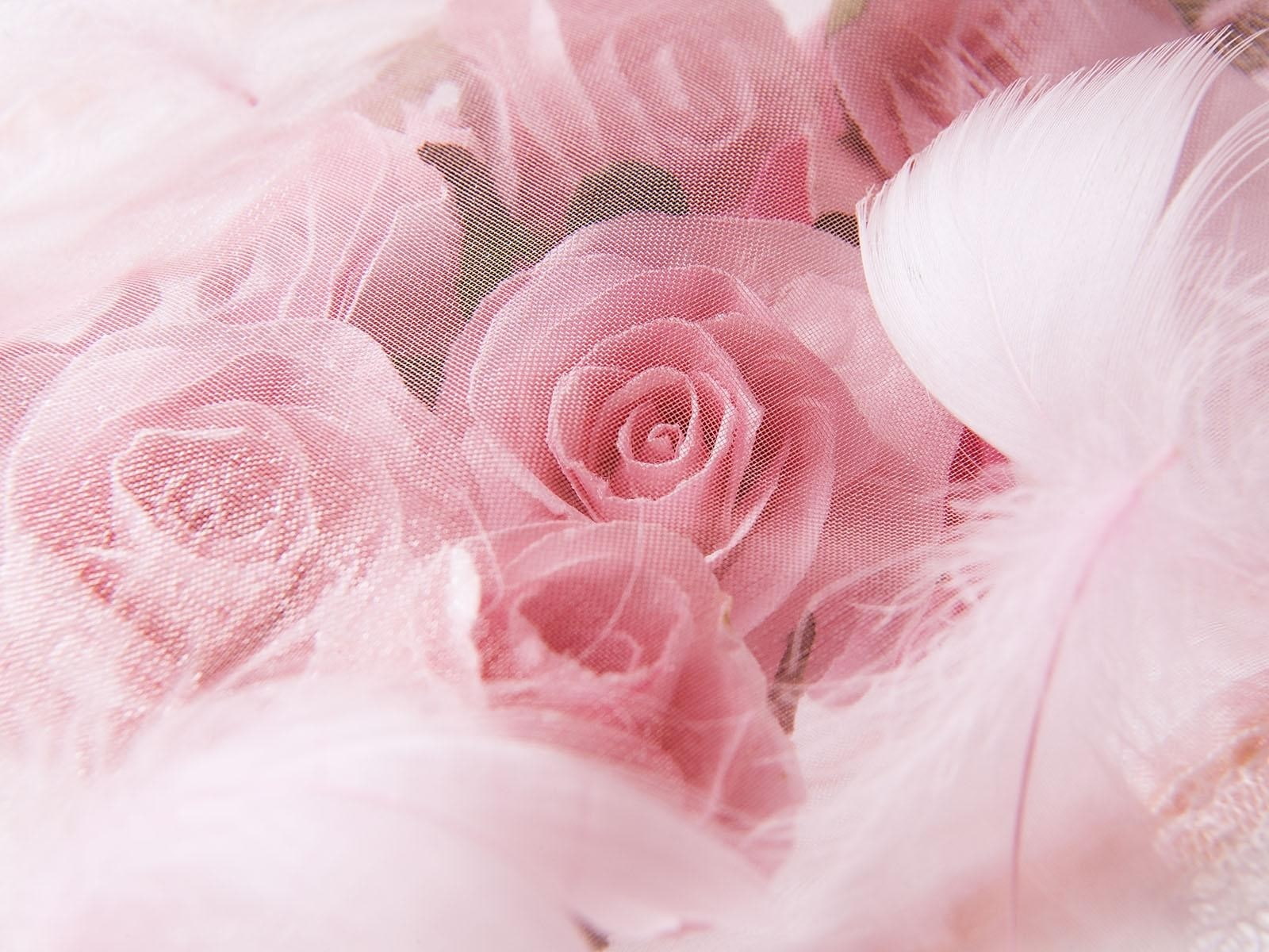Roses, Flowers, Buds, Net, Feathers, Close-up, pink color, plant