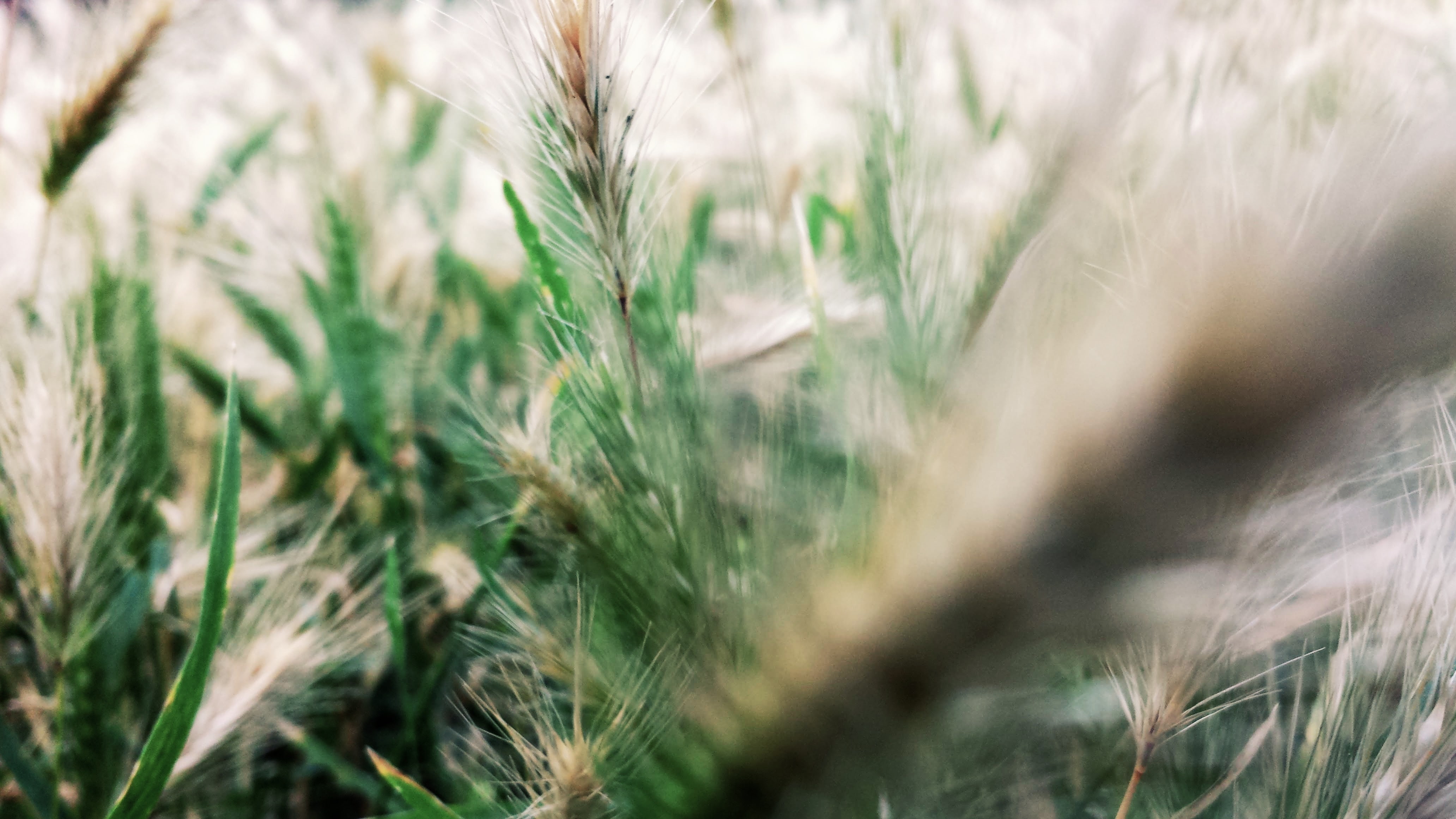 Spikelets, Bokeh, Nature