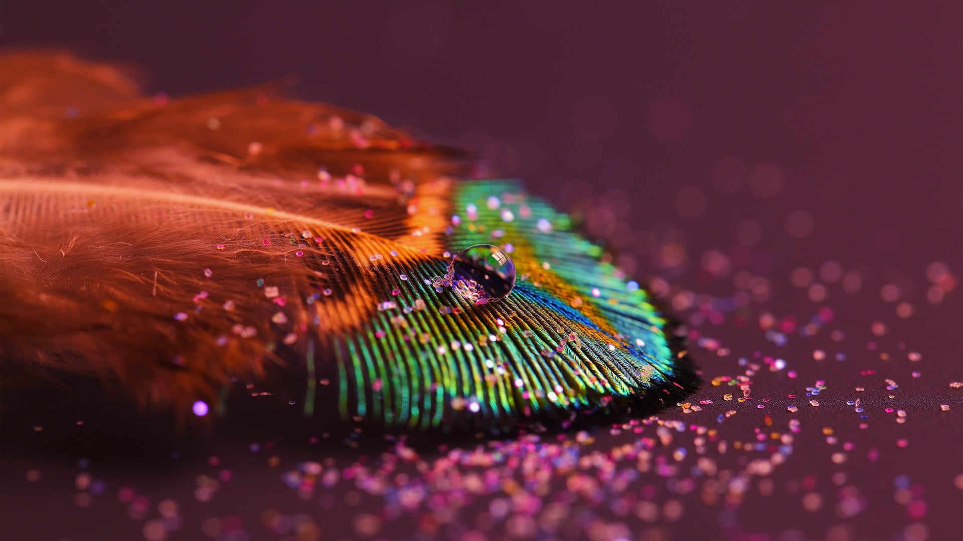multicolored peacock feather, macro photography of peacock feather