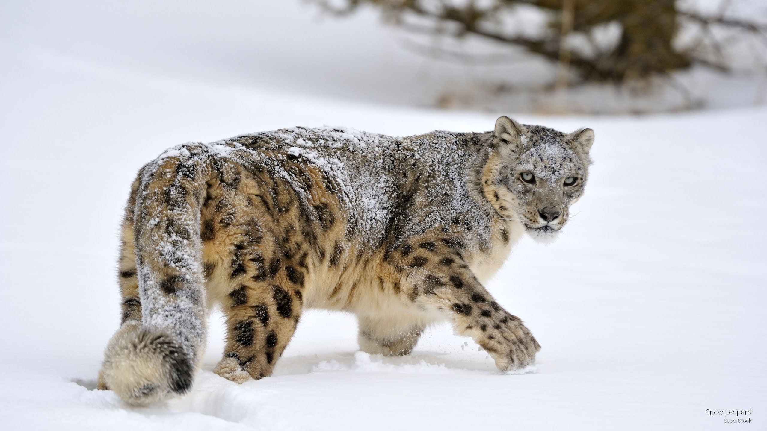 Snow Leopard, Animals