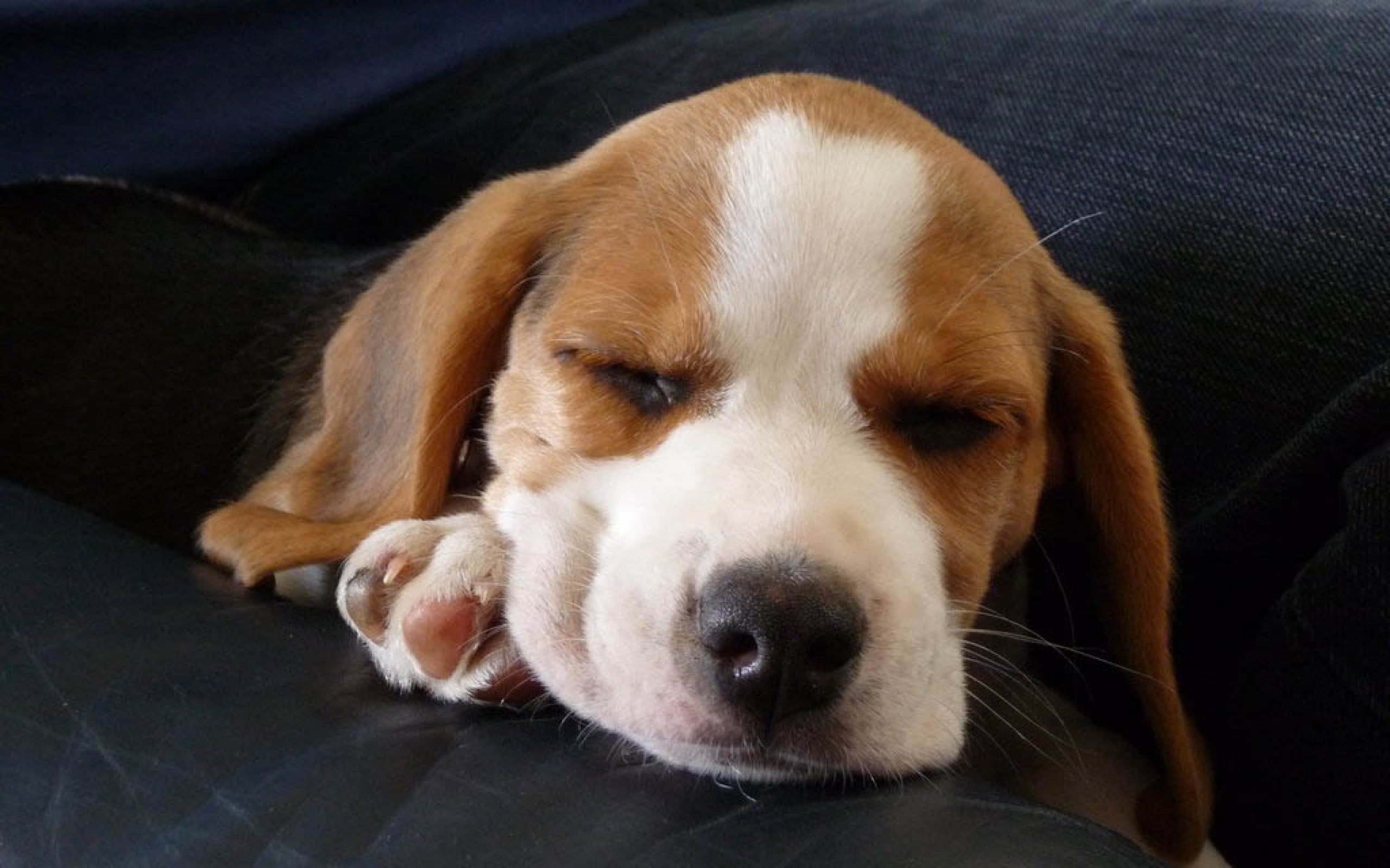 beagle