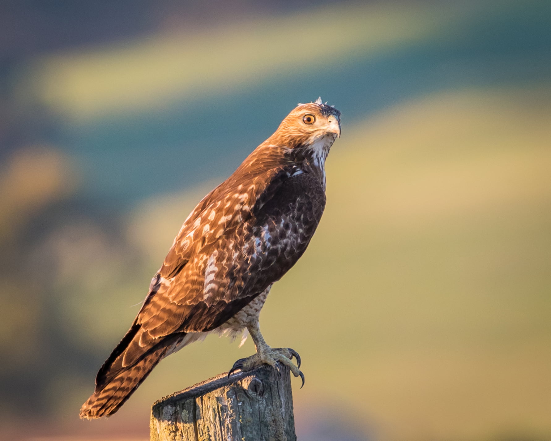 selective focus photography of brown falcon, red-tailed hawk, red-tailed hawk
