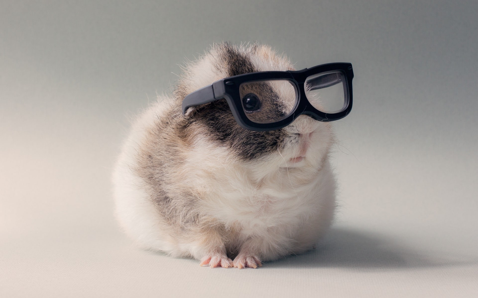 guinea pigs, glasses, animals