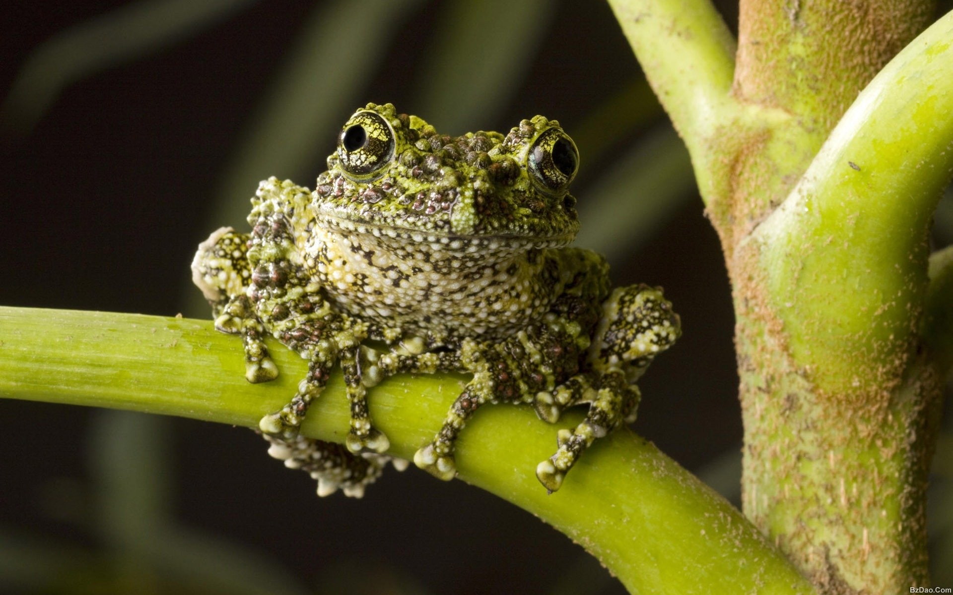 Frogs