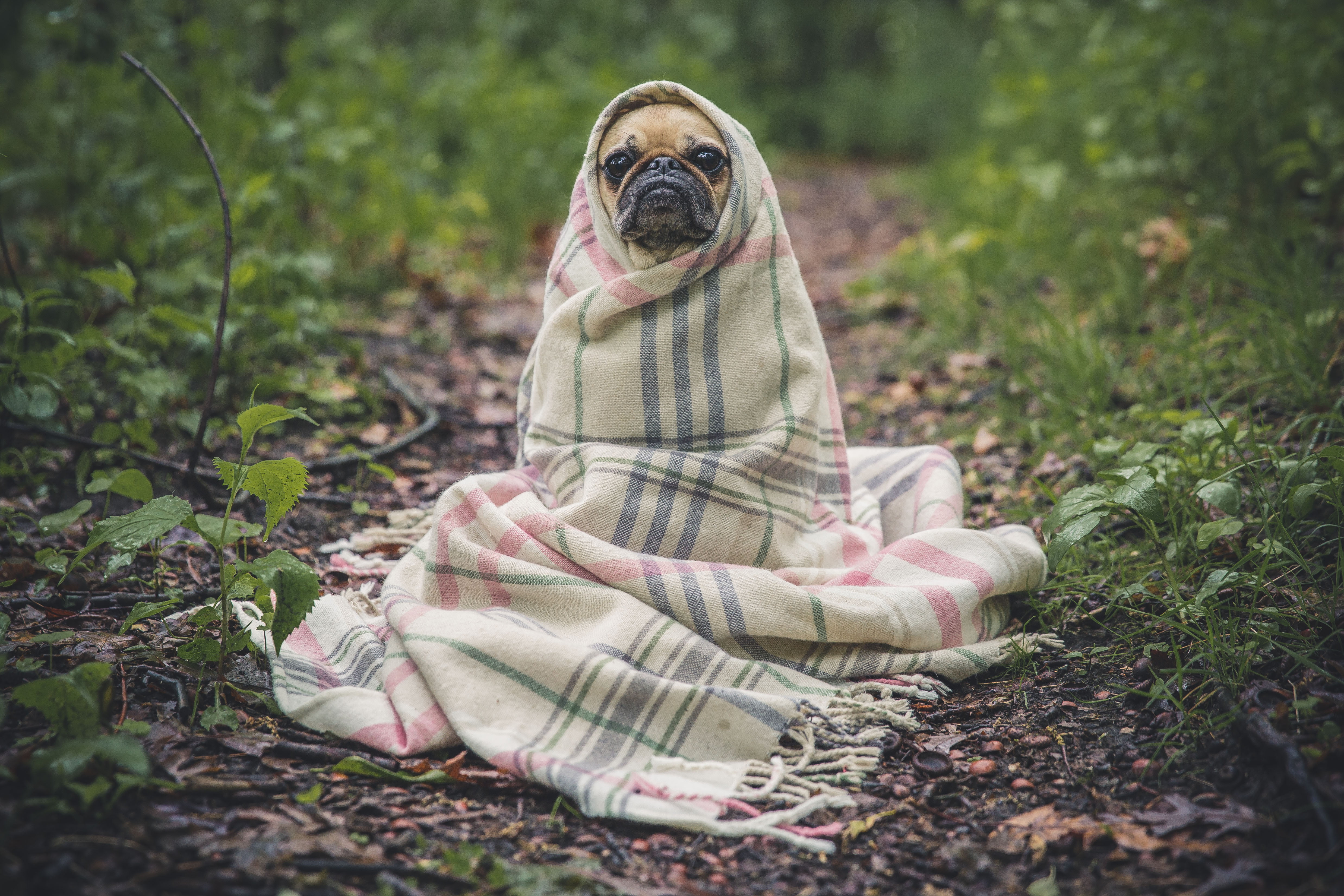 Fawn Pug cover by plaid blanket at daytime, old woman, in the woods.