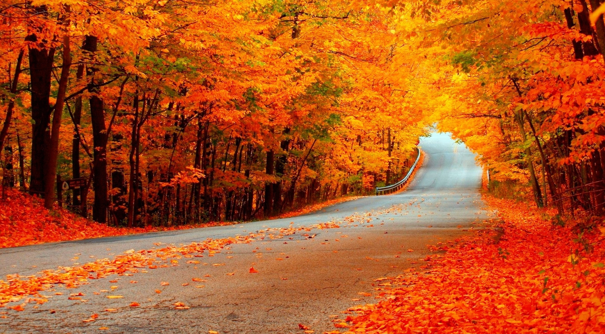Beautiful Autumn Orange Trees, Road, Seasons, Nature, Color, Fall
