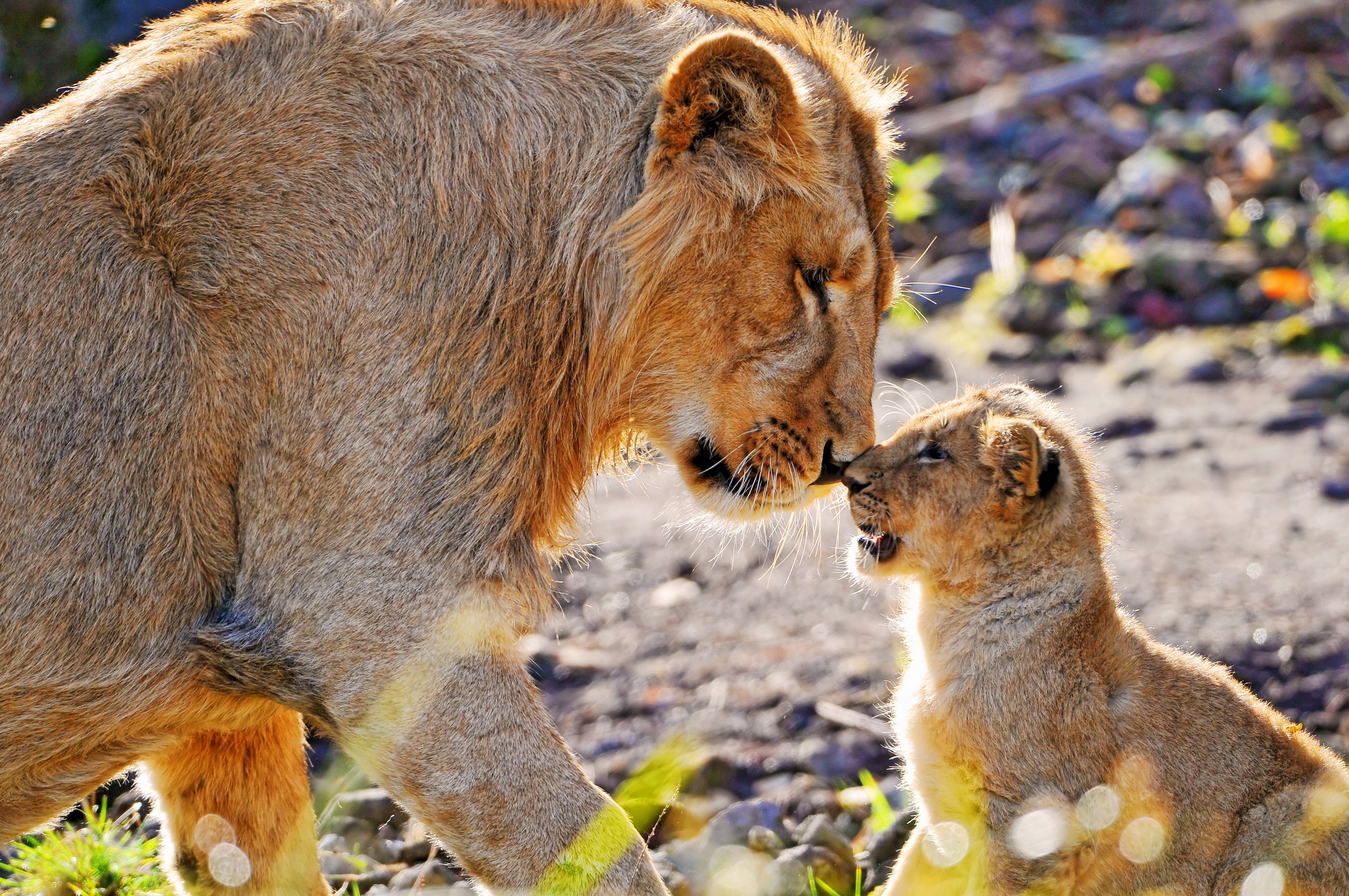 Lioness and cub, care, attention, affection, predator, lion - Feline