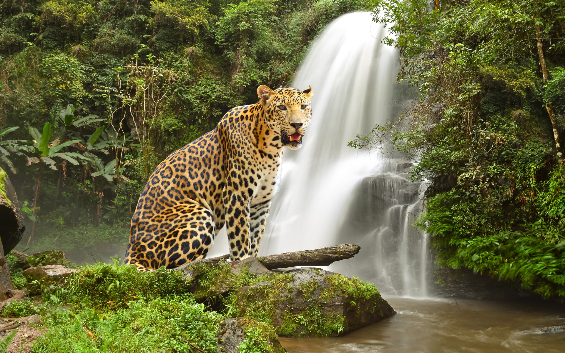 Free download | HD wallpaper: animals, chameleons, deer, Jaguar, tiger ...