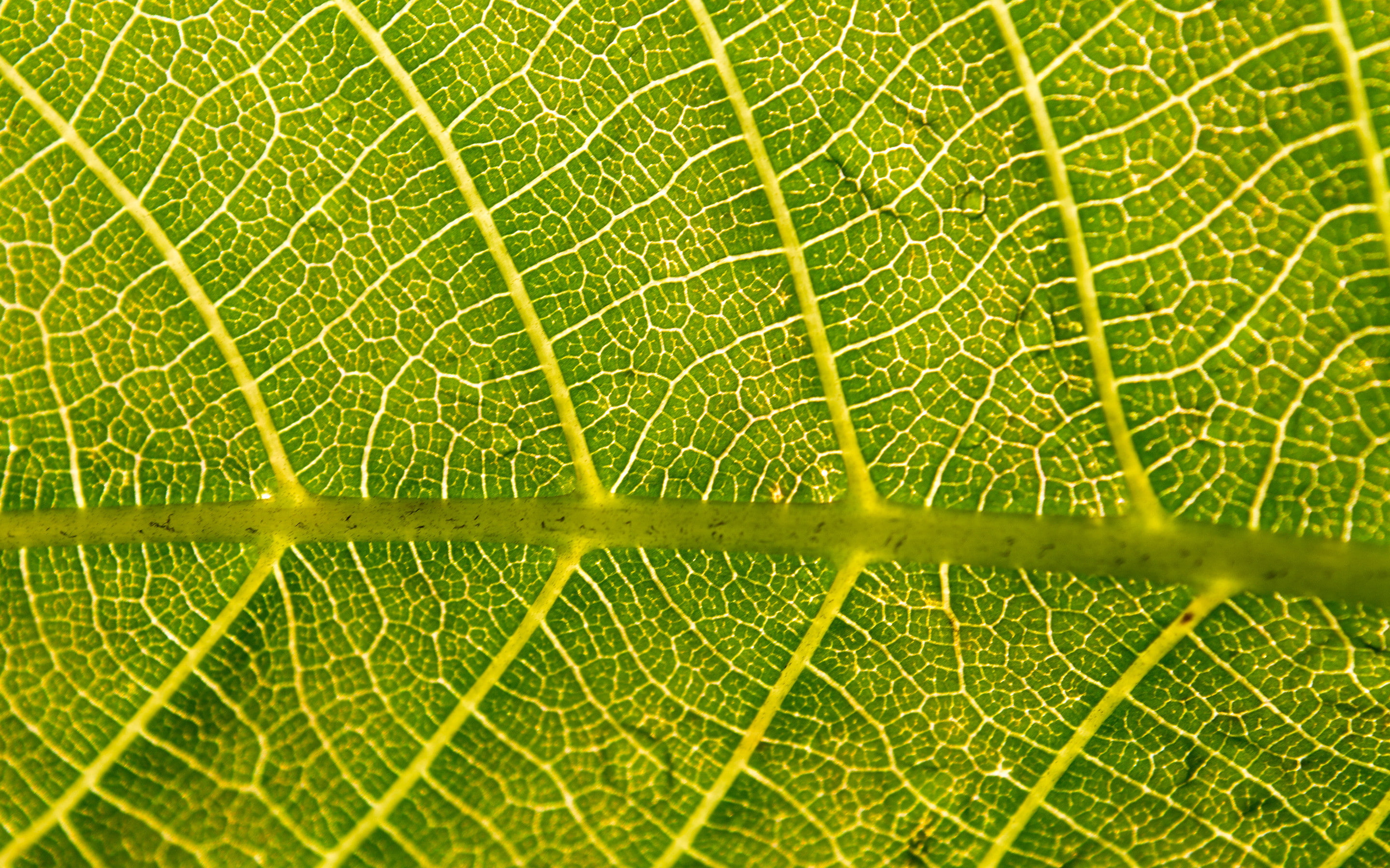 nature, 2880x1800, Leaf, walnut, leaf  hd, hd leaf
