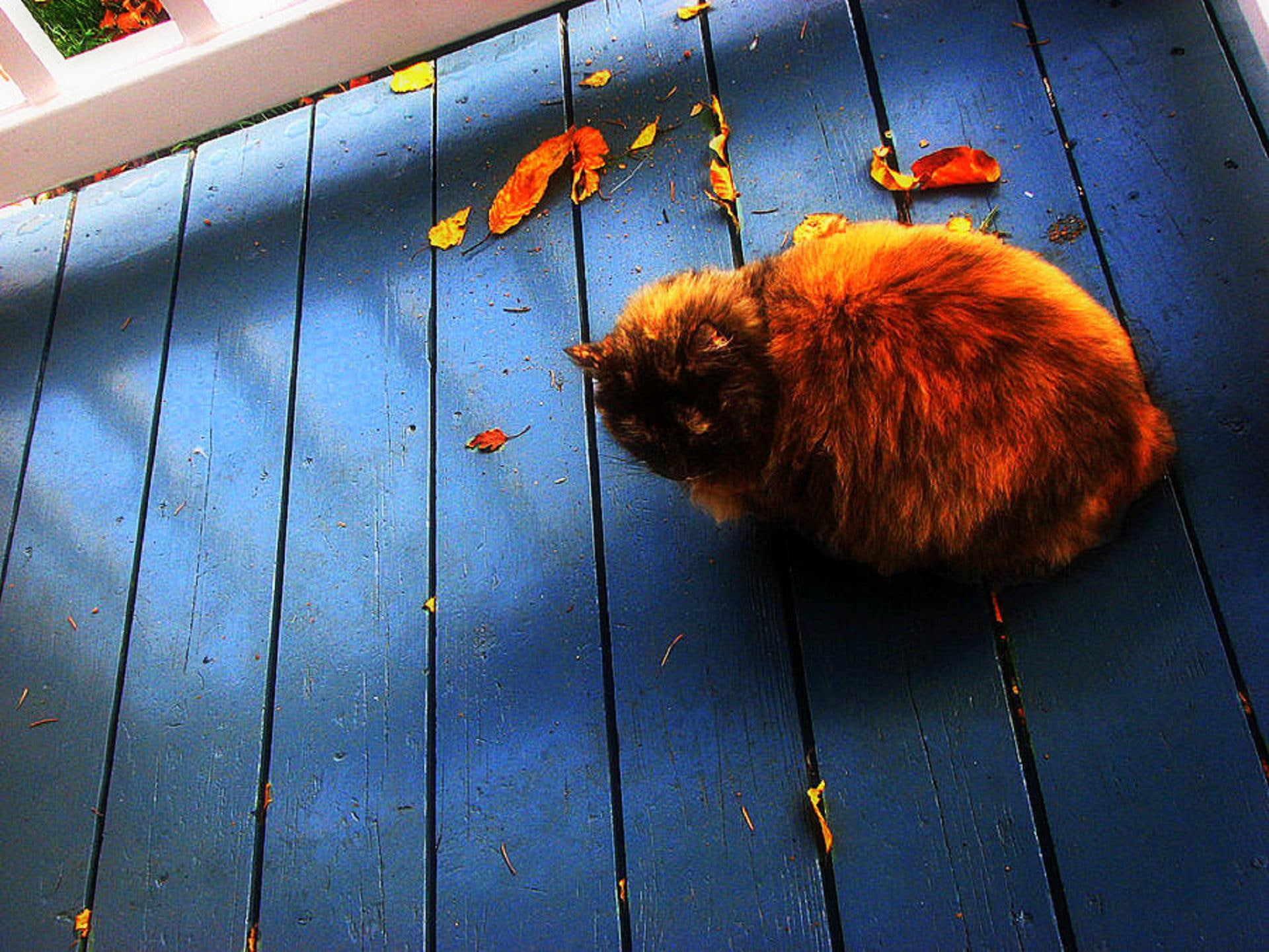 Furry Cat with Fall, lovely, creative-pre--made, naughty, leaves